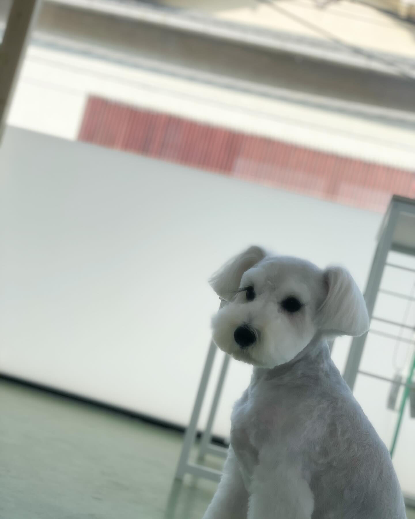今日は白シュナのバロンくん！