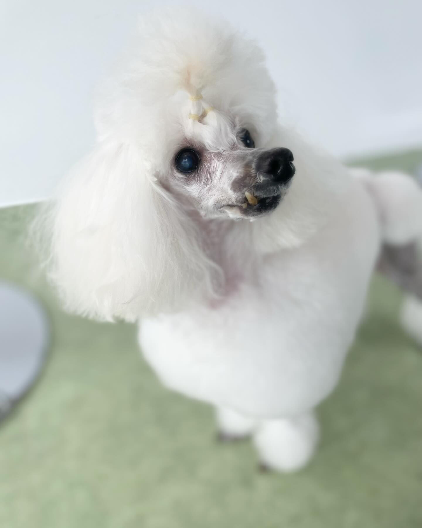 コンチネンタルクリップ風カットカッコいい☆*:.｡. o(≧