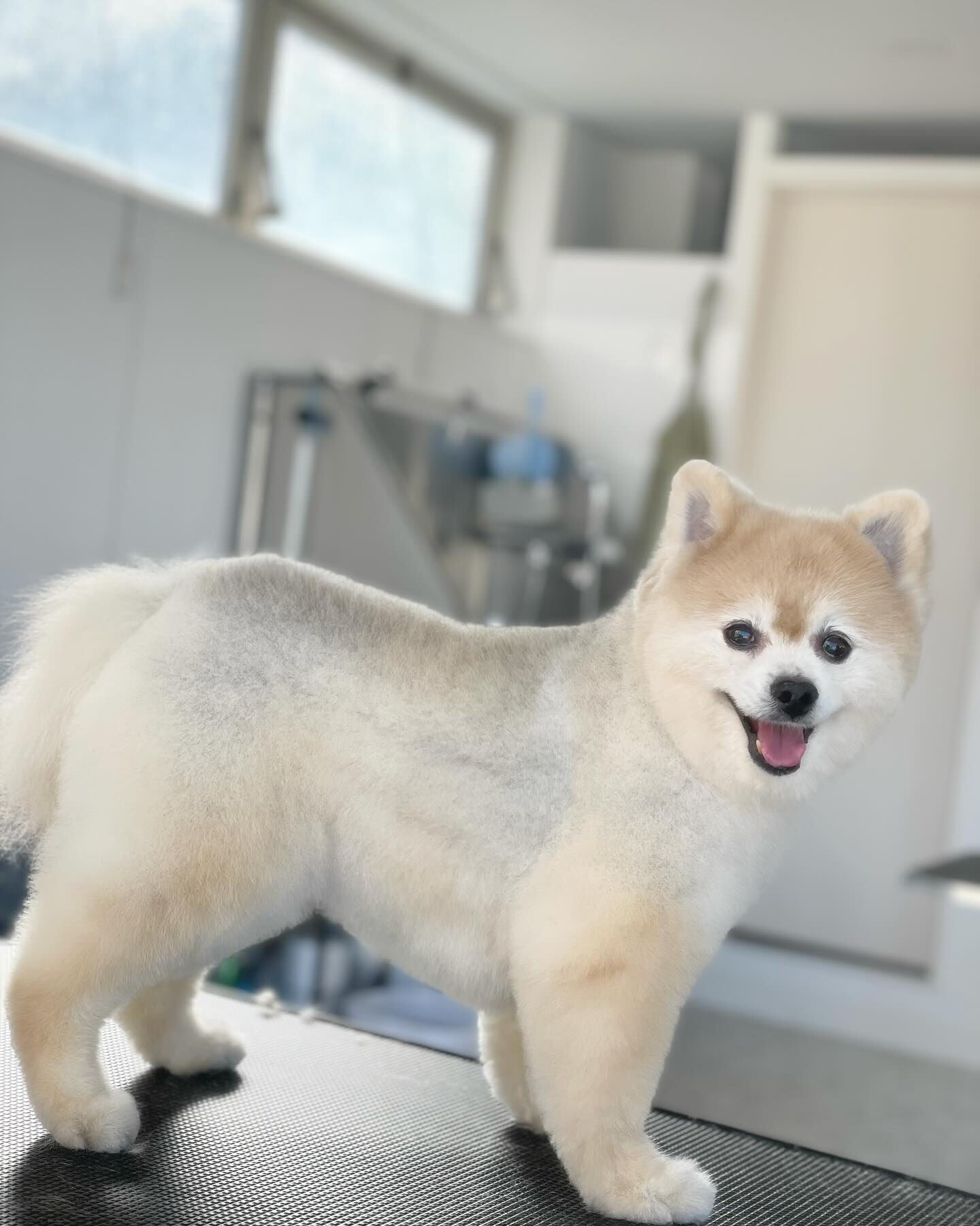 本日はポメラニアンのクッキーちゃんが来てくれました♪
