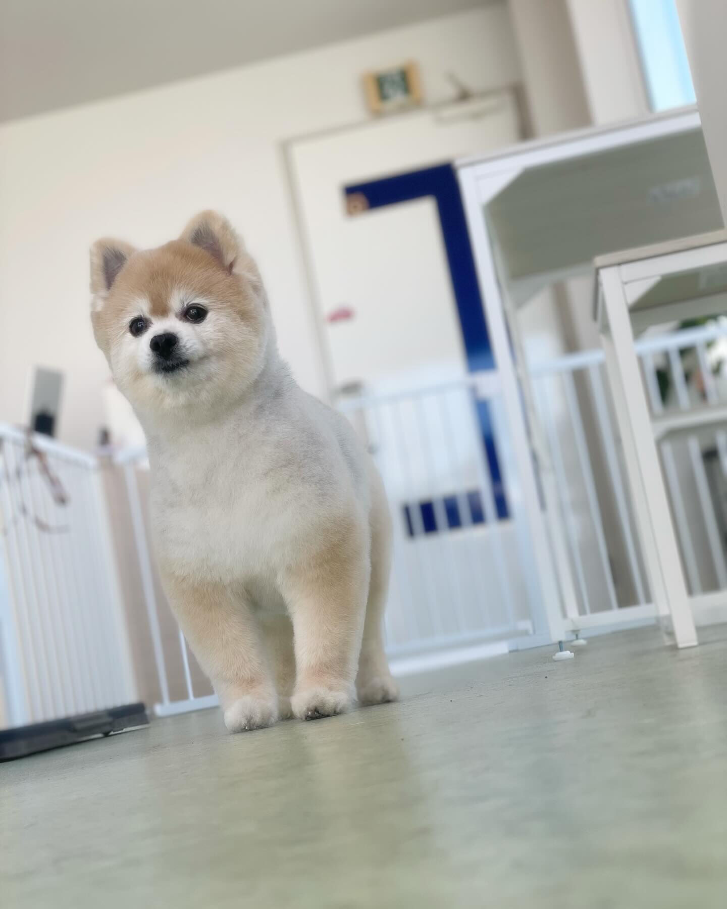 本日はポメラニアンのクッキーちゃんが来てくれました♪