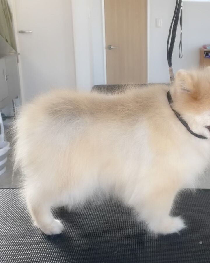 本日はポメラニアンのクッキーちゃんが来てくれました♪