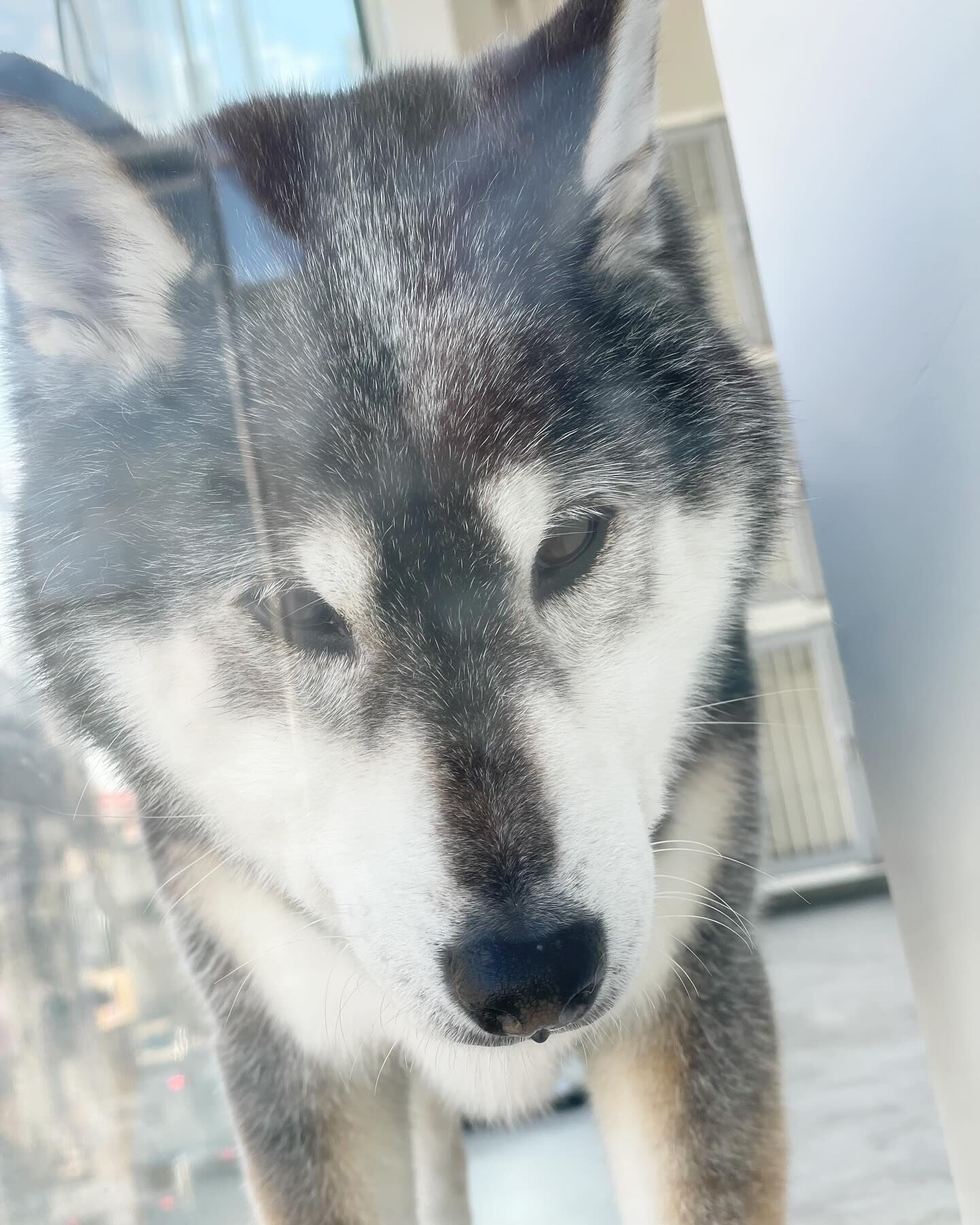 今日のすみれちゃんはなんだかカッコいい気が…♡( ´▽｀)