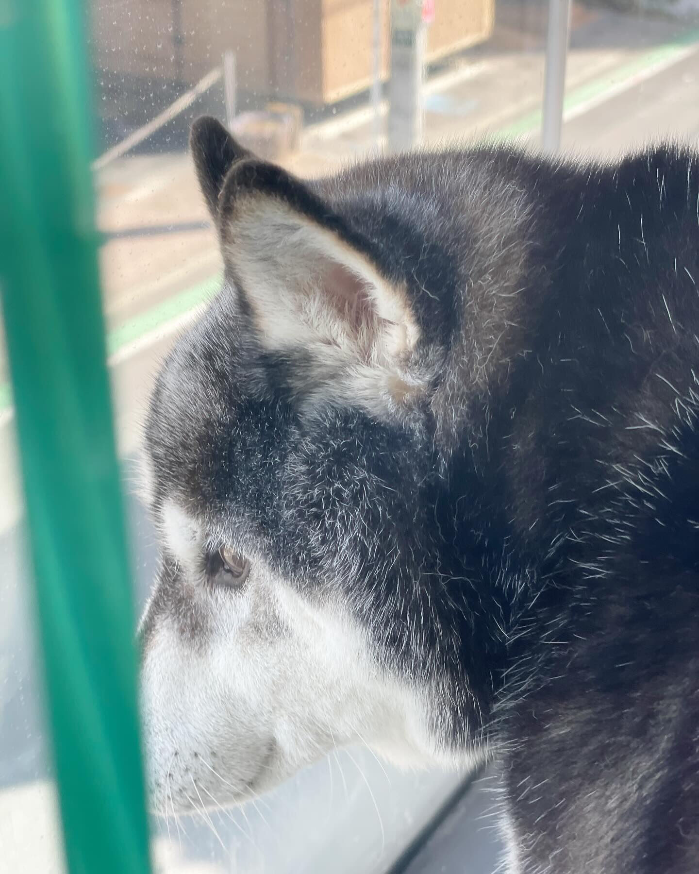 今日のすみれちゃんはなんだかカッコいい気が…♡( ´▽｀)