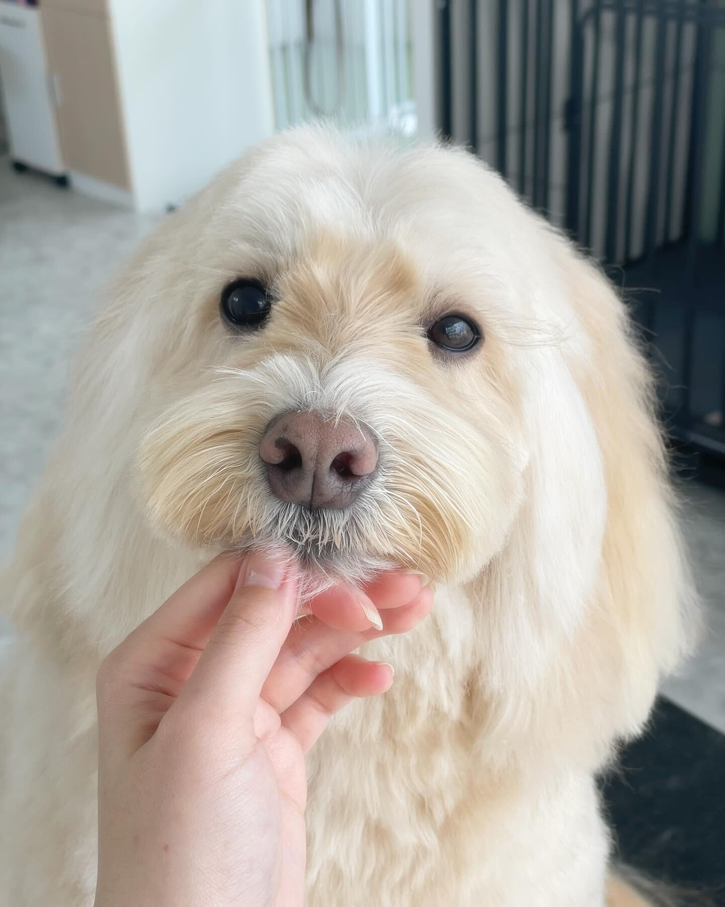 今日はシエルちゃんのお友達オーストラリアンラブラドゥードルの