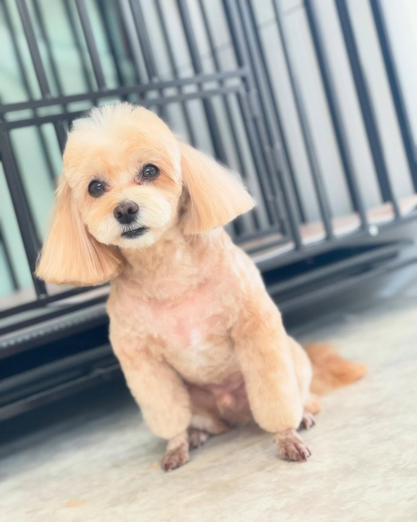今日はわんこがいっぱいΣ('◉⌓◉’)