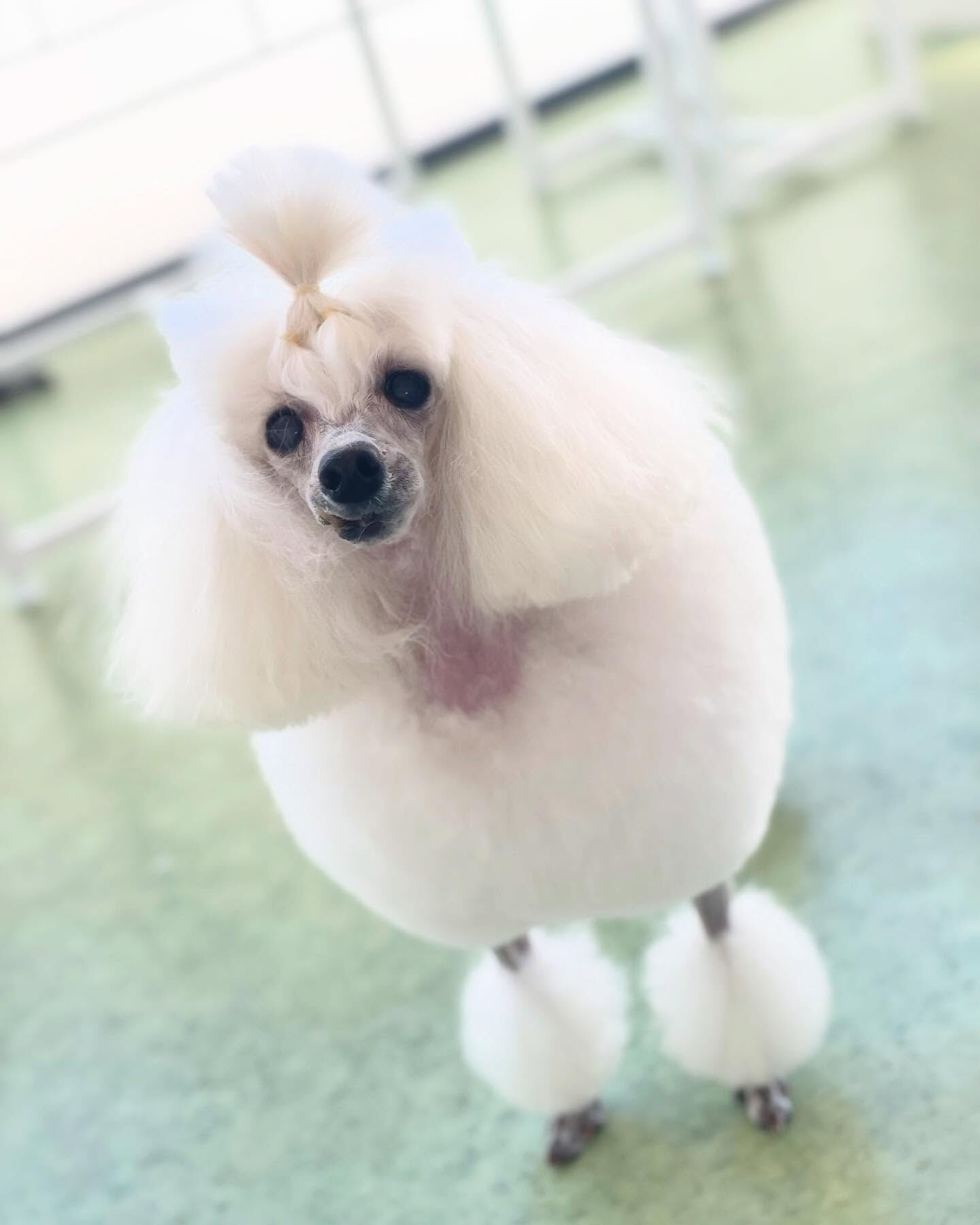 今日はわんこがいっぱいΣ('◉⌓◉’)