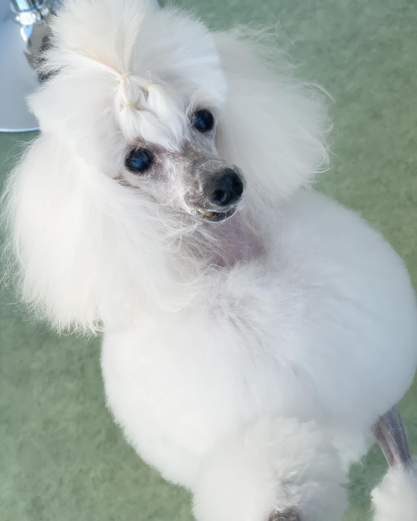 今日はわんこがいっぱいΣ('◉⌓◉’)