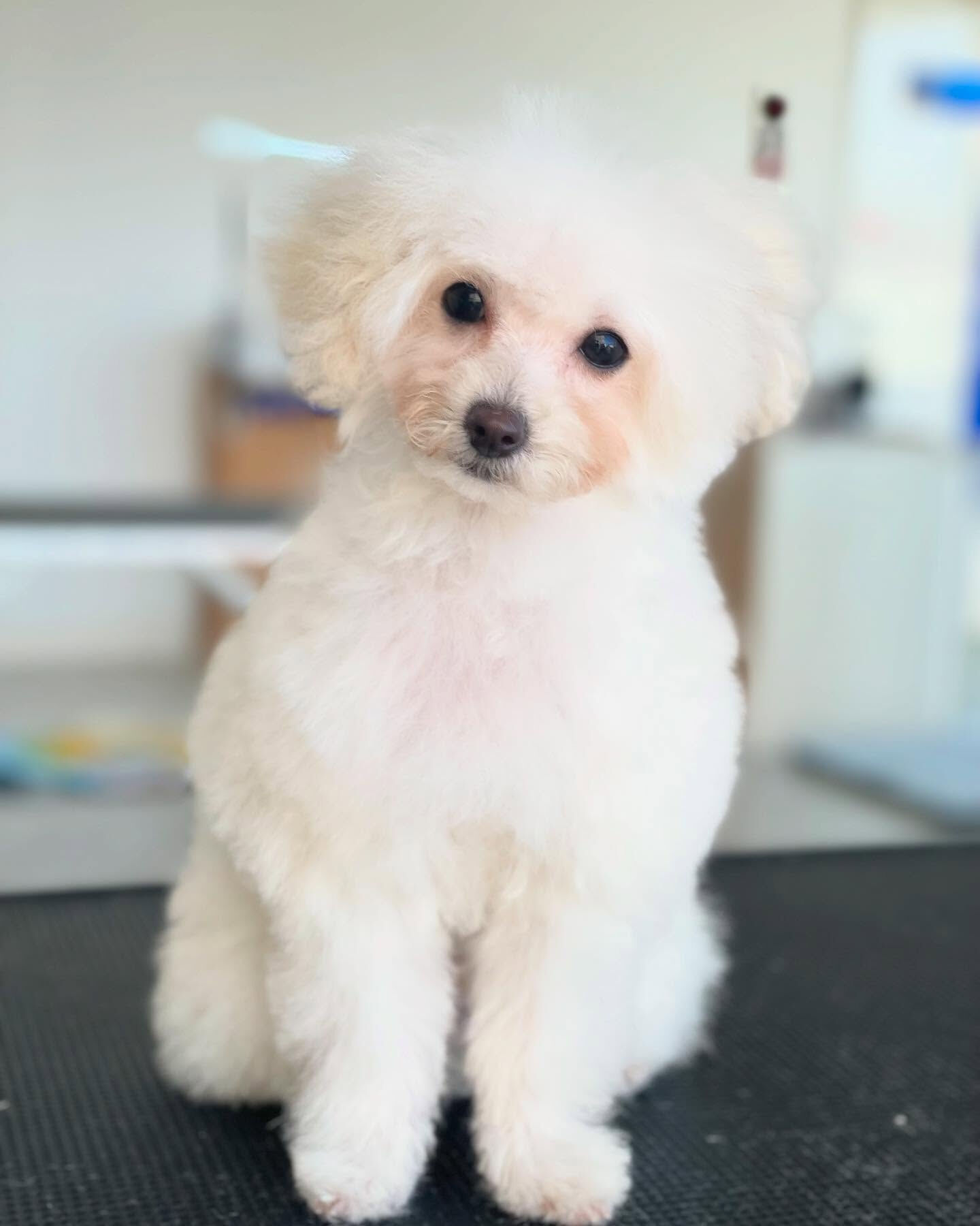 午後はパピーちゃんのこはくくんとえいじくん🐩
