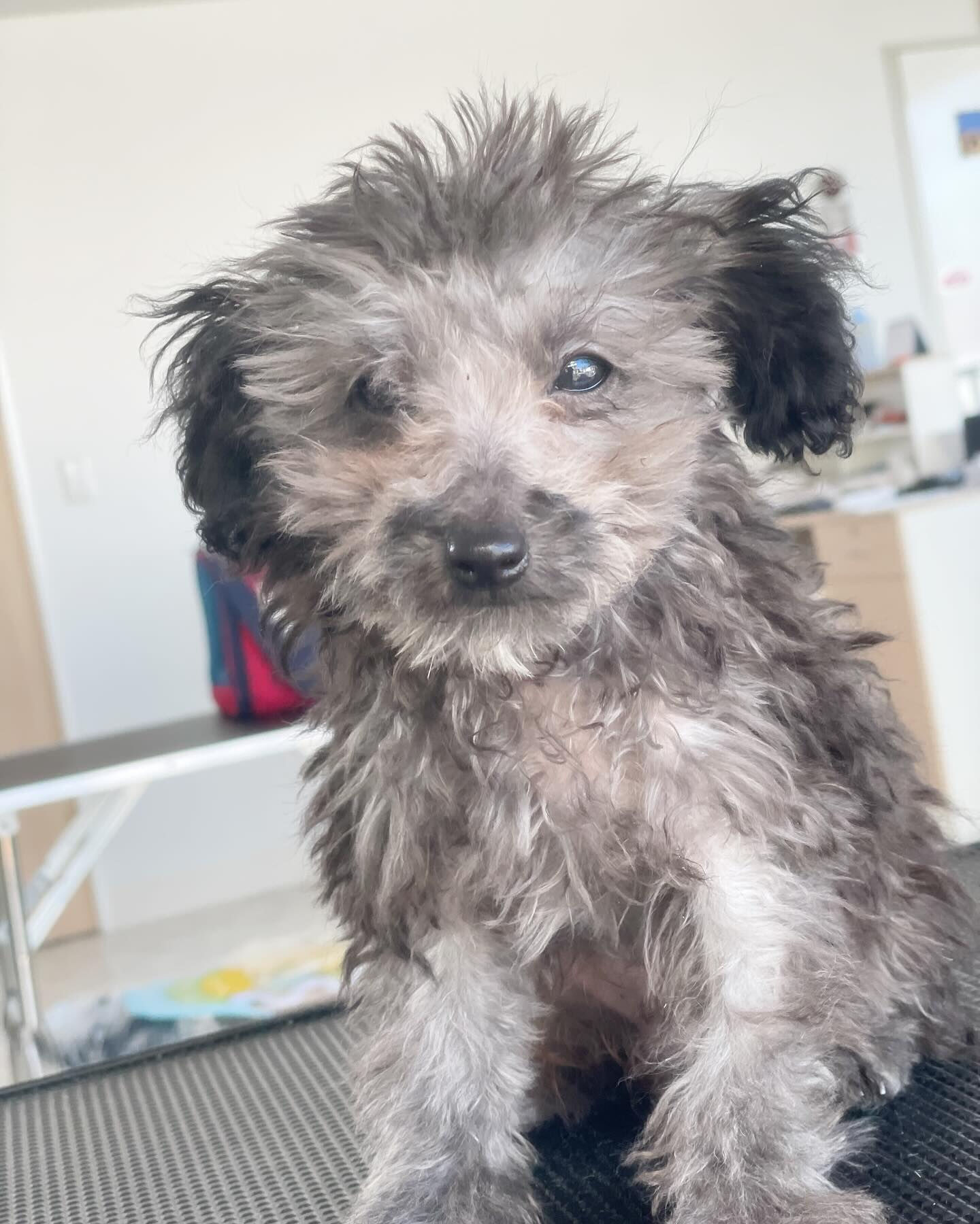 午後はパピーちゃんのこはくくんとえいじくん🐩