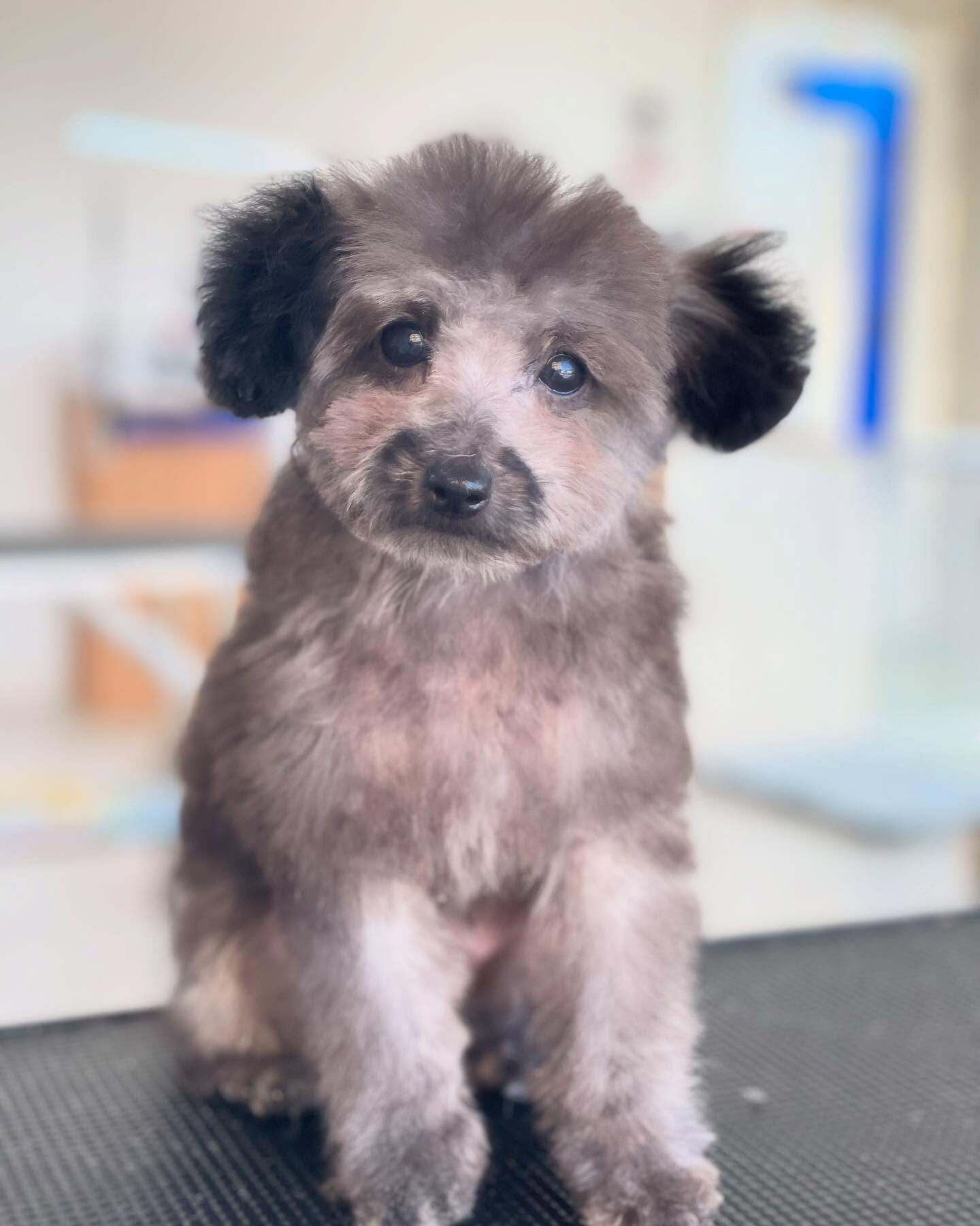 午後はパピーちゃんのこはくくんとえいじくん🐩