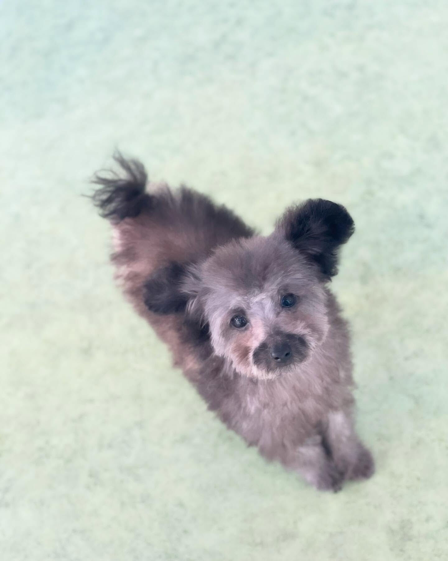 午後はパピーちゃんのこはくくんとえいじくん🐩