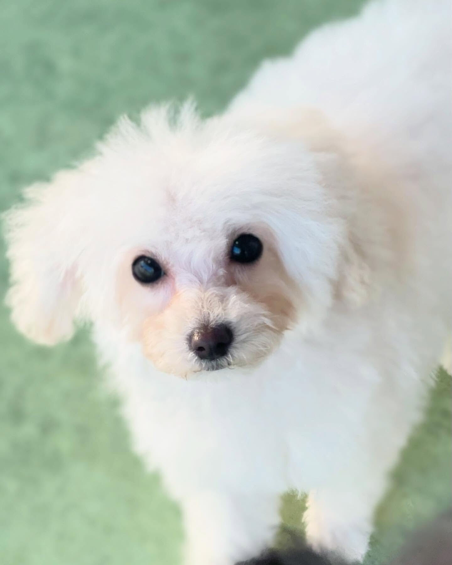 午後はパピーちゃんのこはくくんとえいじくん🐩