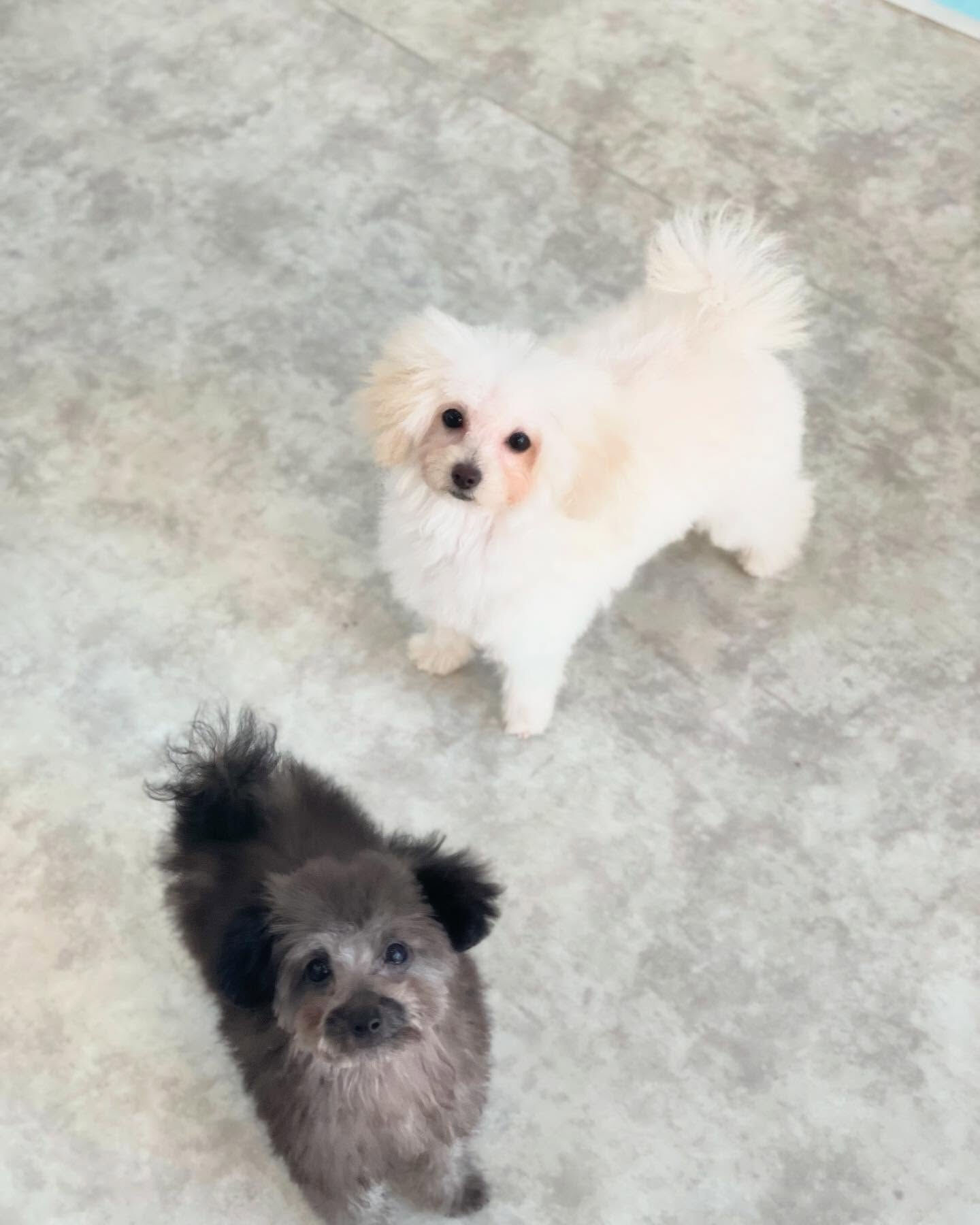 午後はパピーちゃんのこはくくんとえいじくん🐩