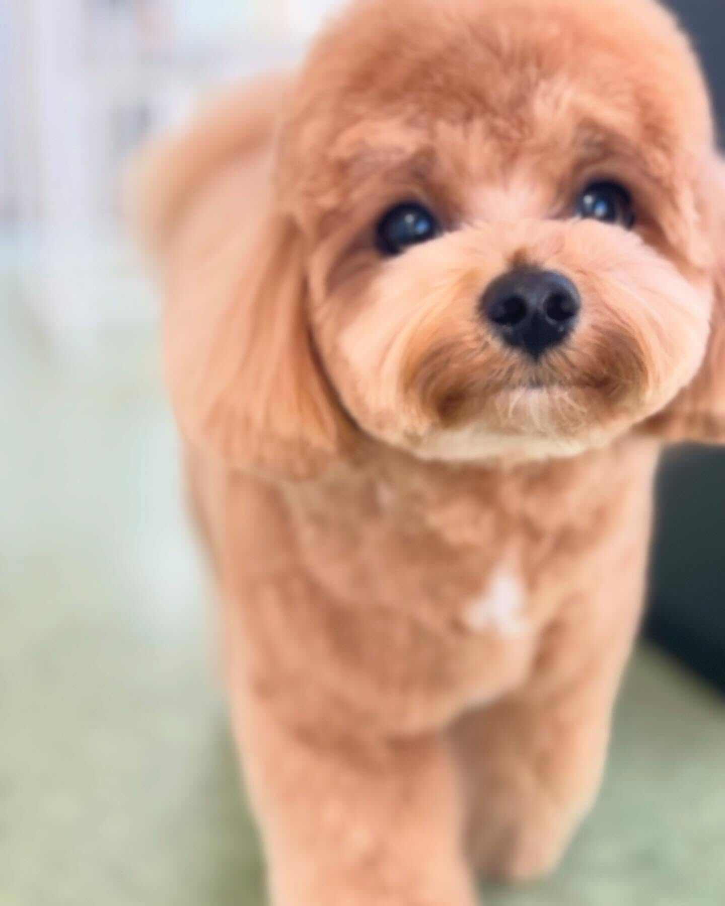 1さいになったばかりのちくわくん😆