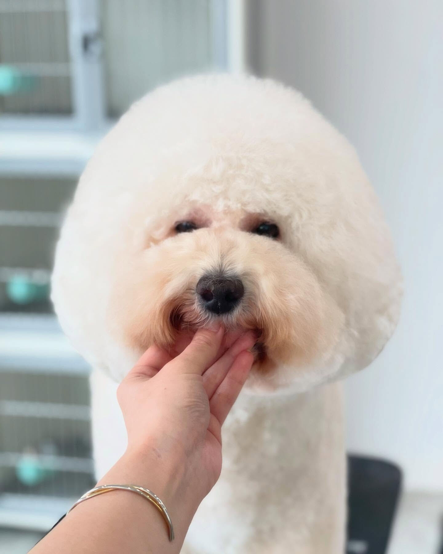 トリミング後のシエルちゃんはすっごい甘えたさん😍