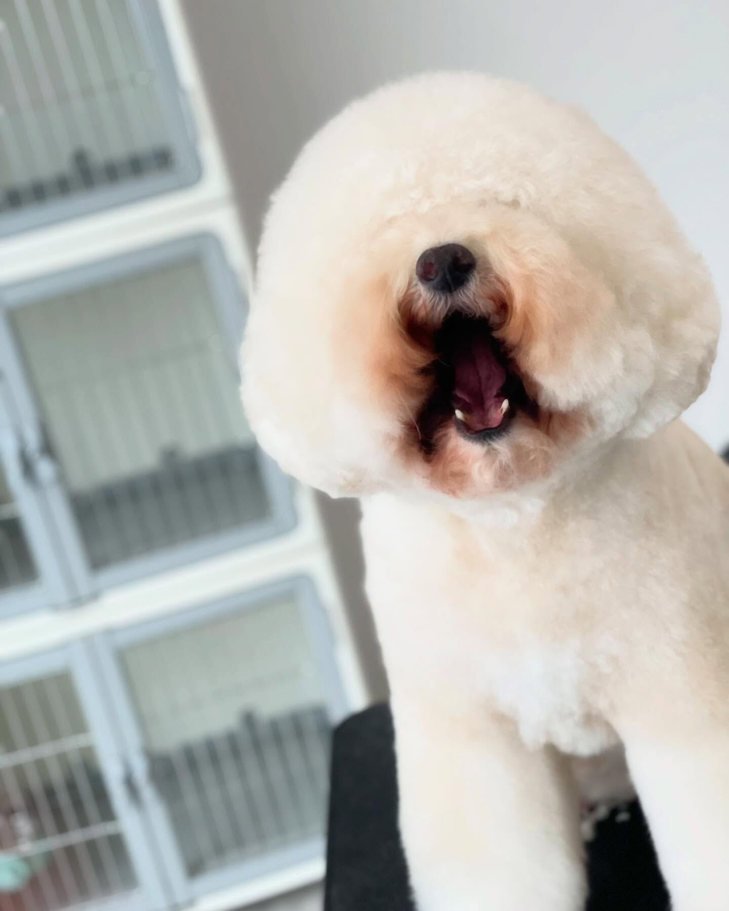 トリミング後のシエルちゃんはすっごい甘えたさん😍