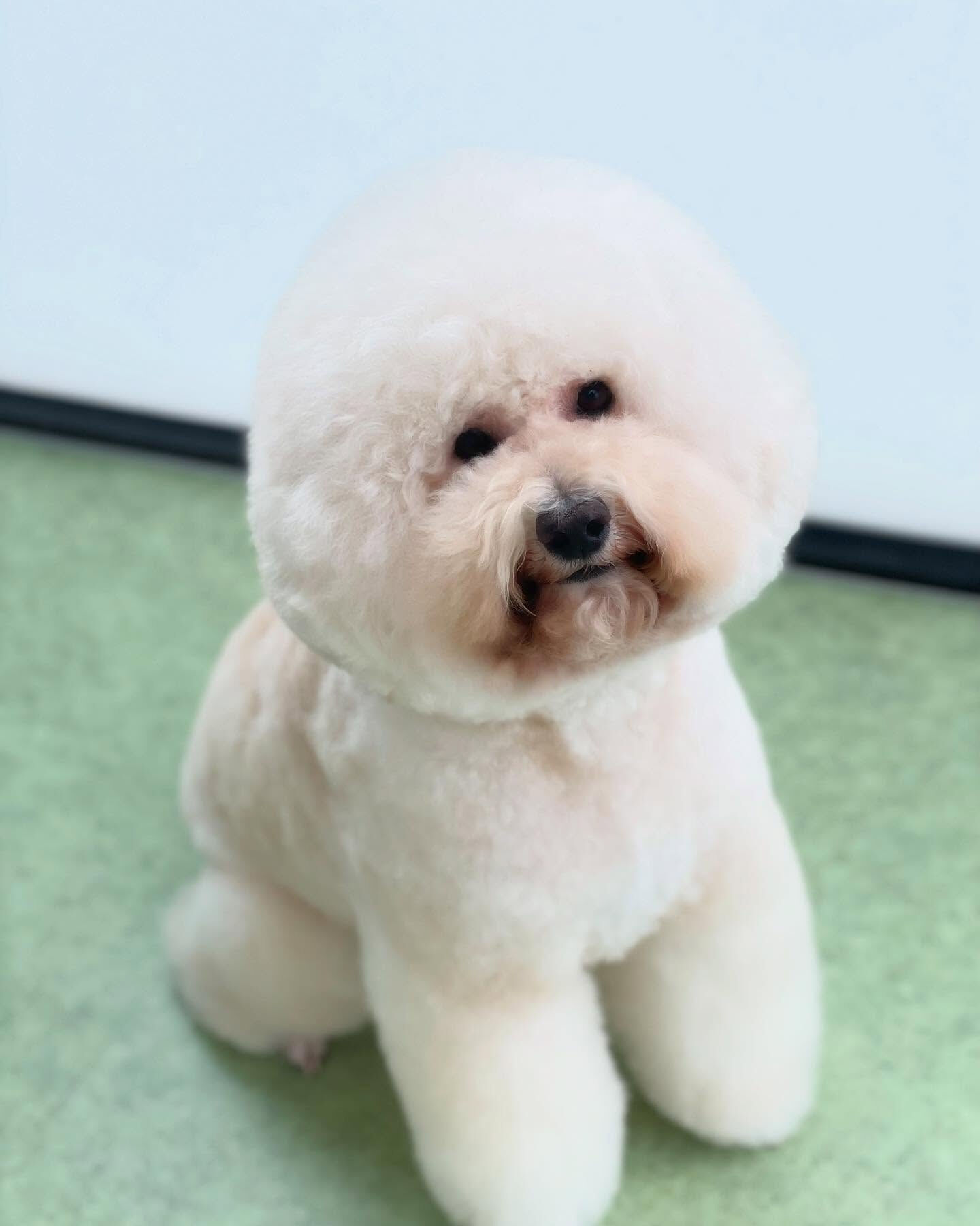 トリミング後のシエルちゃんはすっごい甘えたさん😍