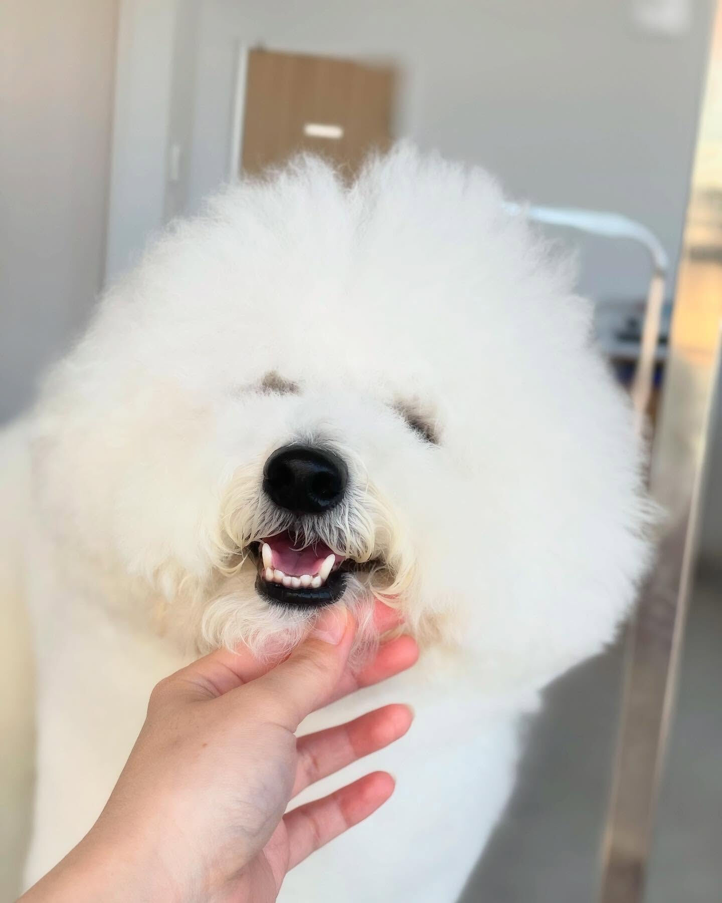 まんまるビションフリーゼ♡プッチくん！