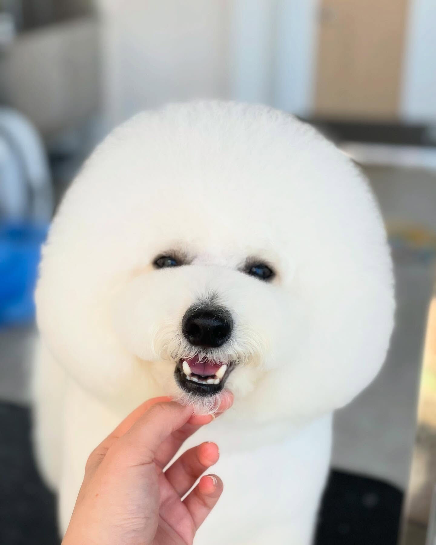 まんまるビションフリーゼ♡プッチくん！