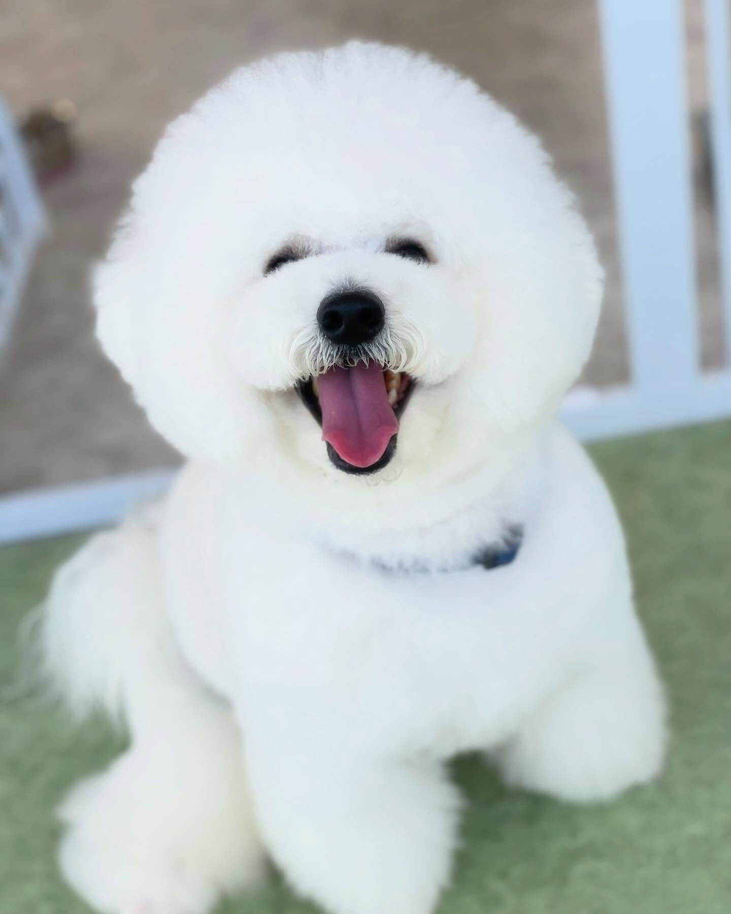 まんまるビションフリーゼ♡プッチくん！