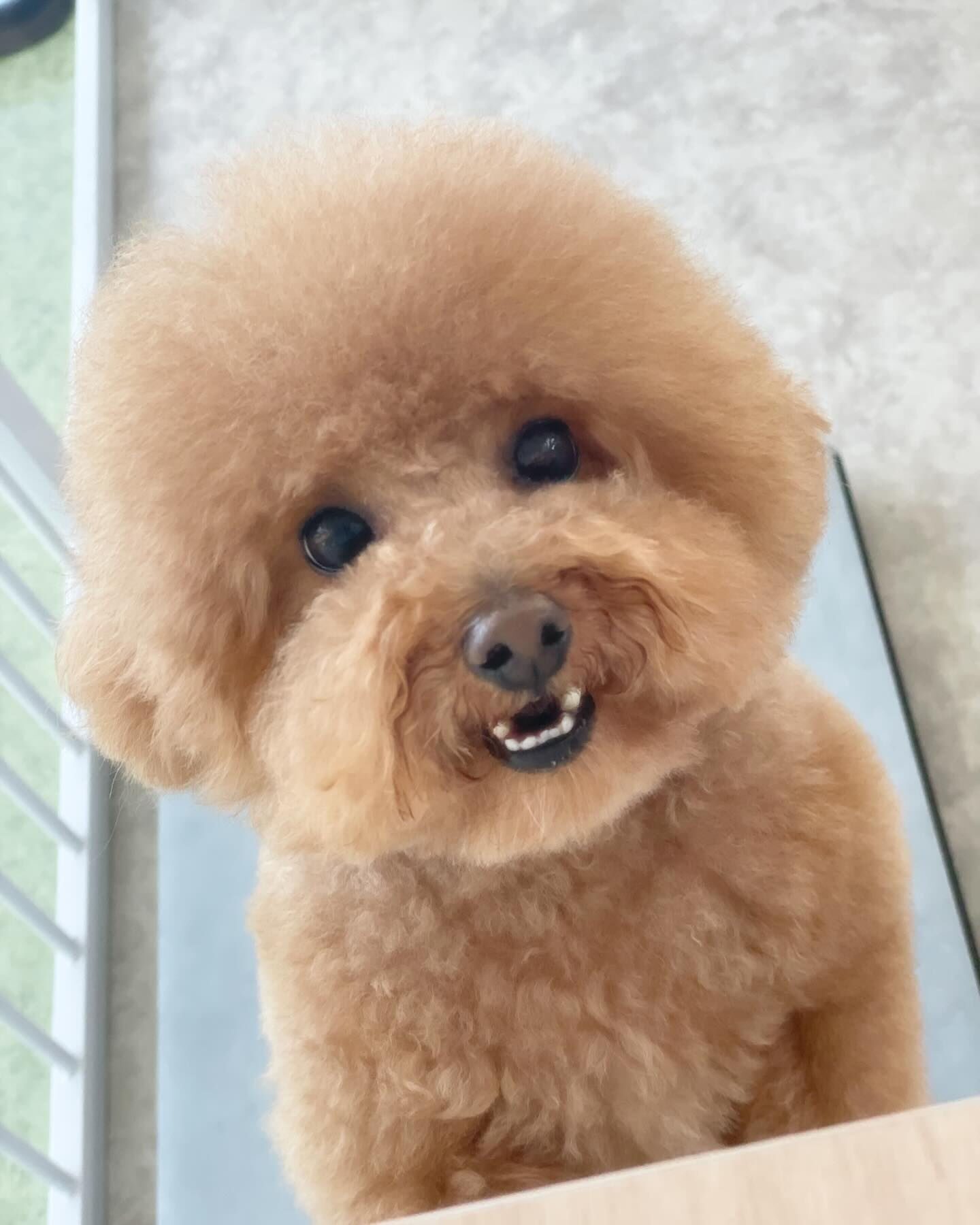 まんまるカットのちるちゃん😄