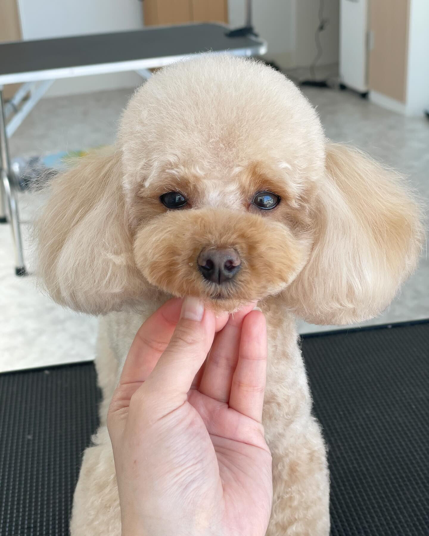 おぱんつカットのかいくんと元気いっぱいのうにちゃん！