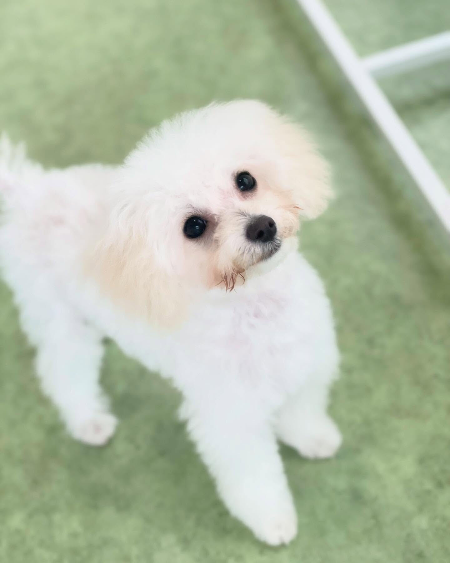 みんな5ヶ月のパピーちゃんたち(๑>◡