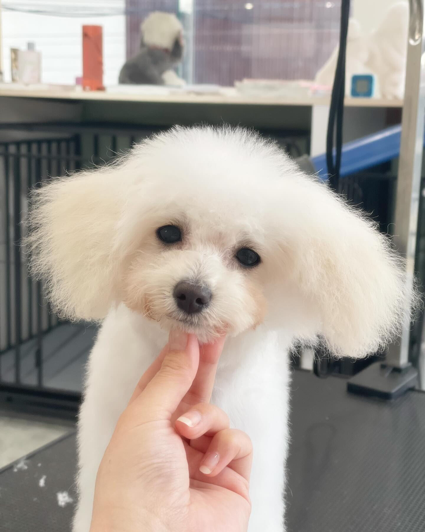 みんな5ヶ月のパピーちゃんたち(๑>◡