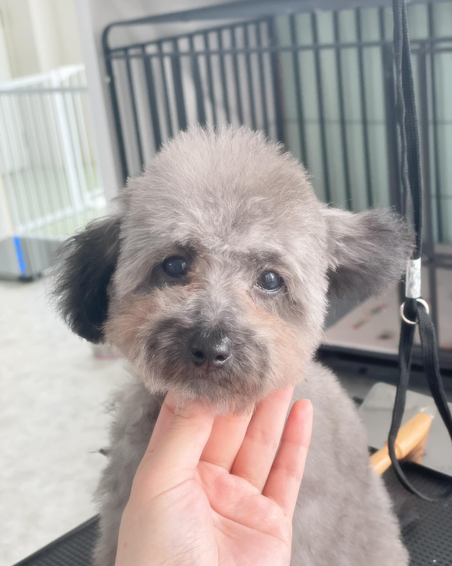 みんな5ヶ月のパピーちゃんたち(๑>◡
