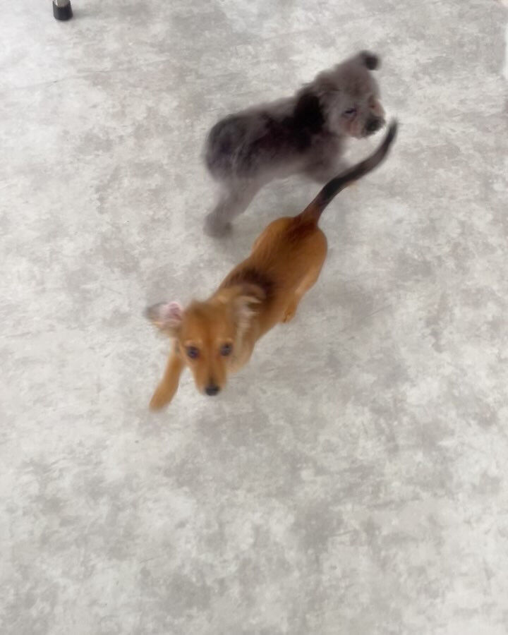 みんな5ヶ月のパピーちゃんたち(๑>◡