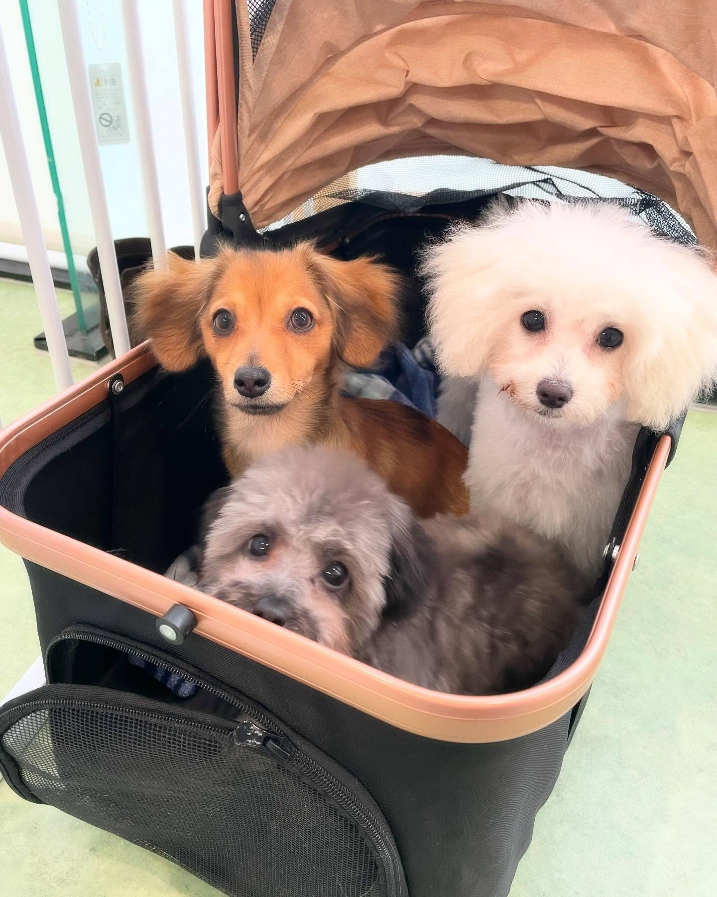 みんな5ヶ月のパピーちゃんたち(๑>◡
