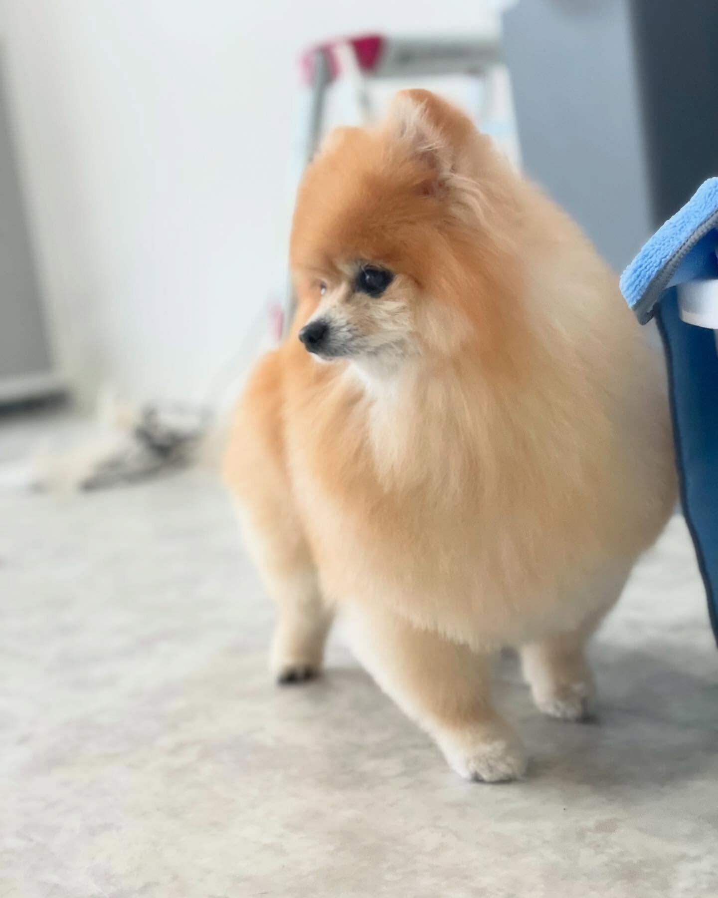 目線そらしが上手いポメラニアンのアミちゃん！