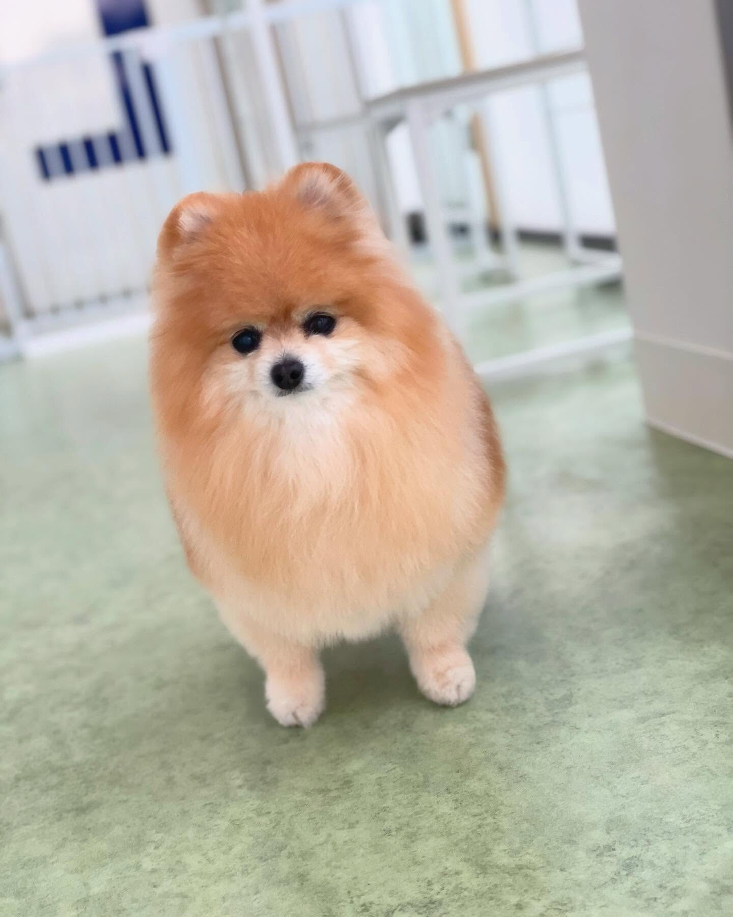 目線そらしが上手いポメラニアンのアミちゃん！