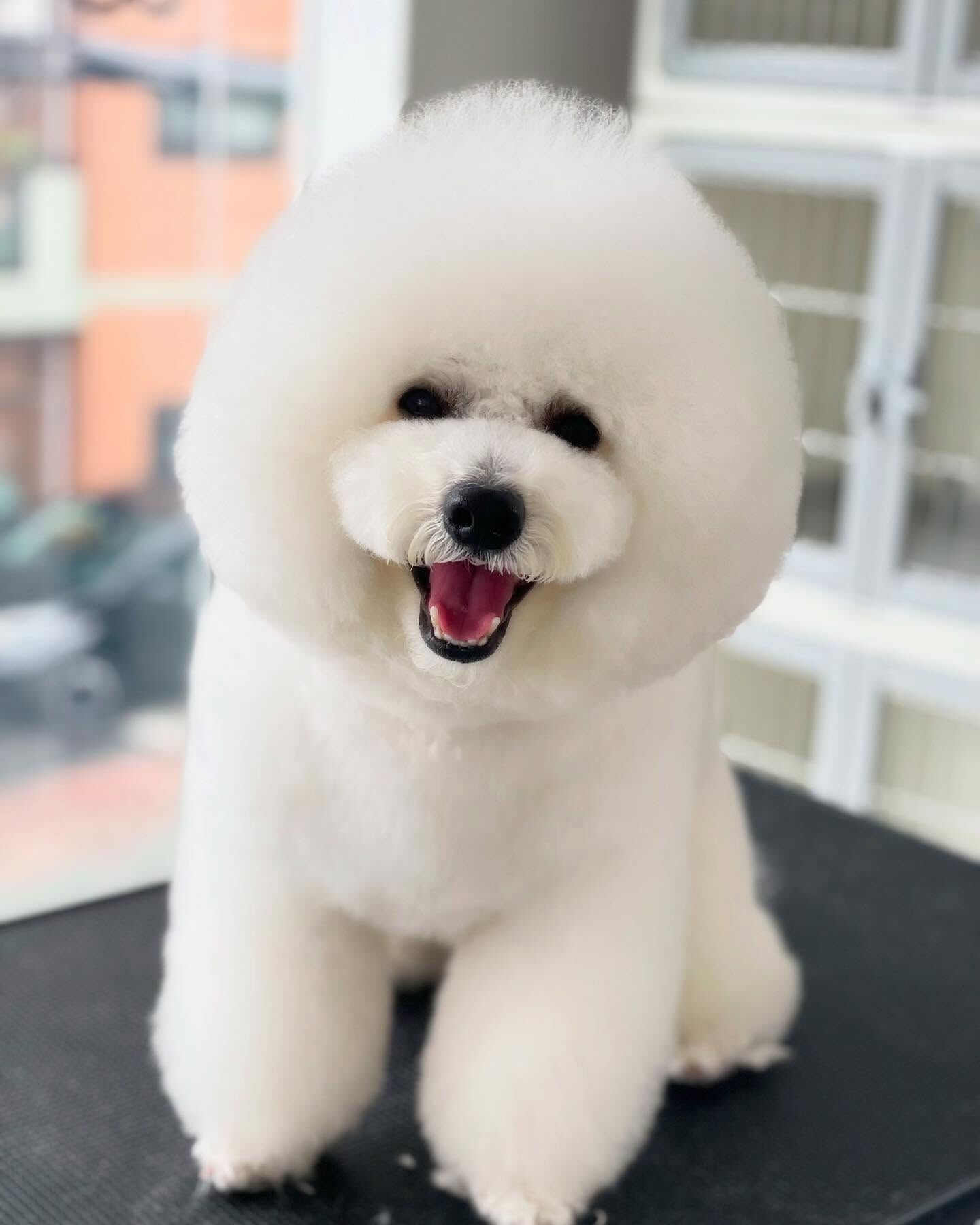 プッチくんまんまるでかわいー♡