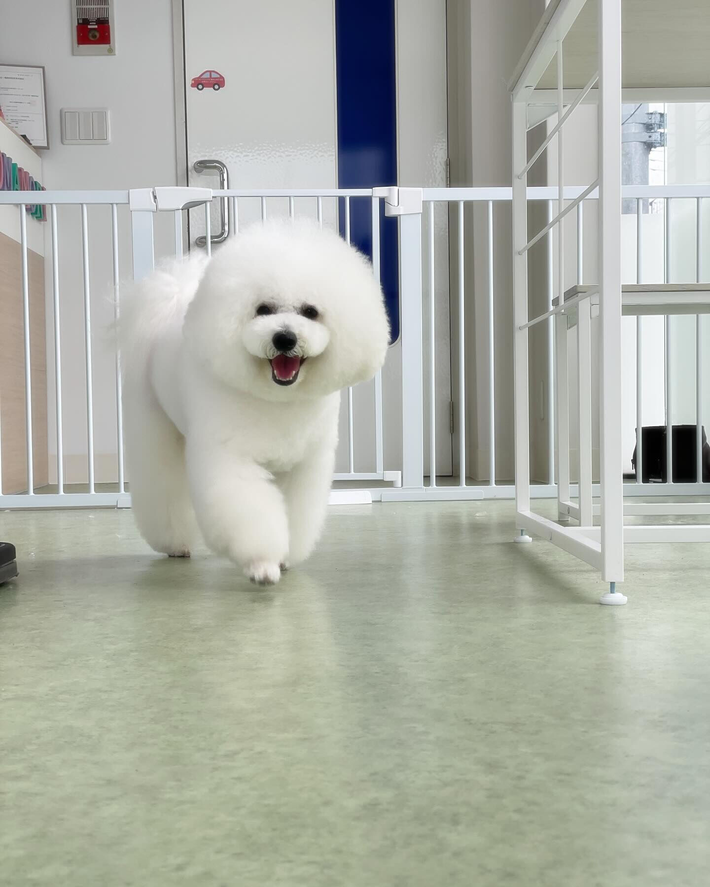プッチくんまんまるでかわいー♡