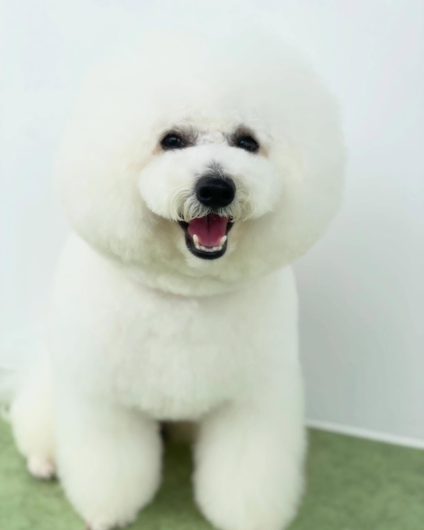 プッチくんまんまるでかわいー♡