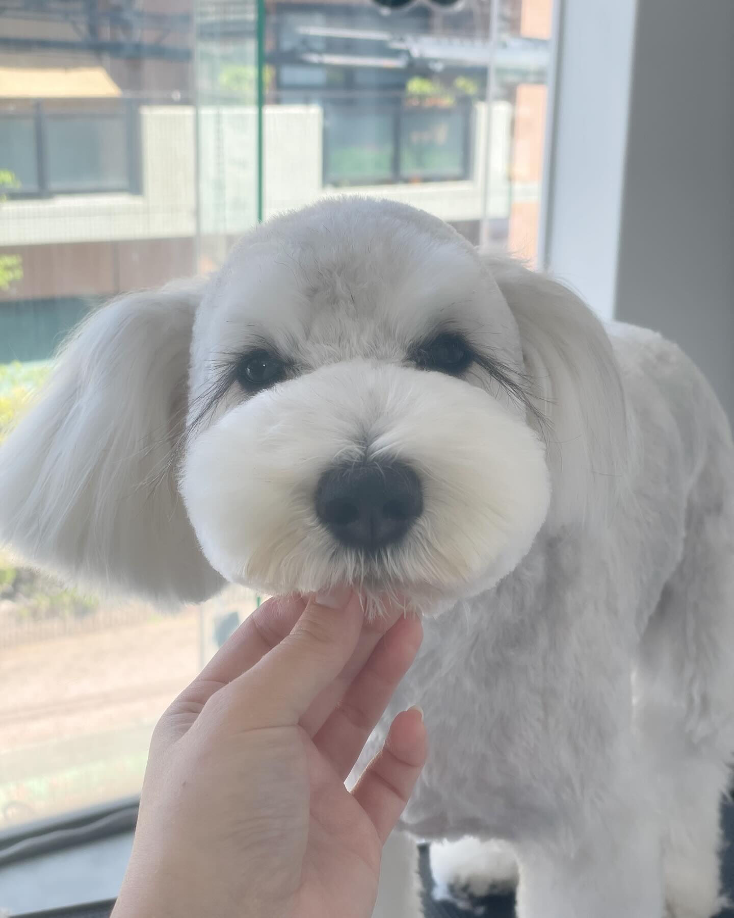 まつ毛がオシャレなバロンくん😎✨