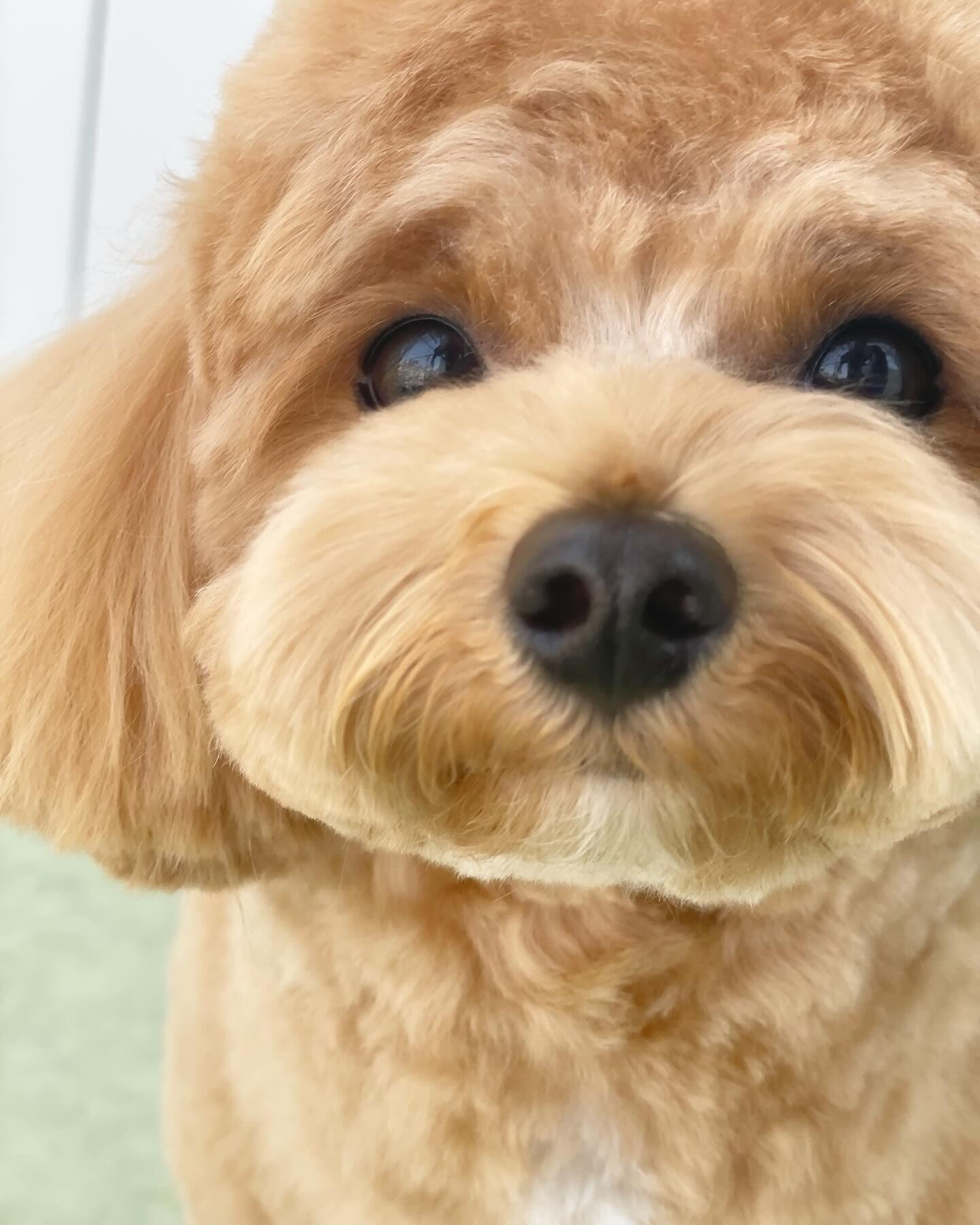 オールシザー仕上げのマルプーちゃん♡