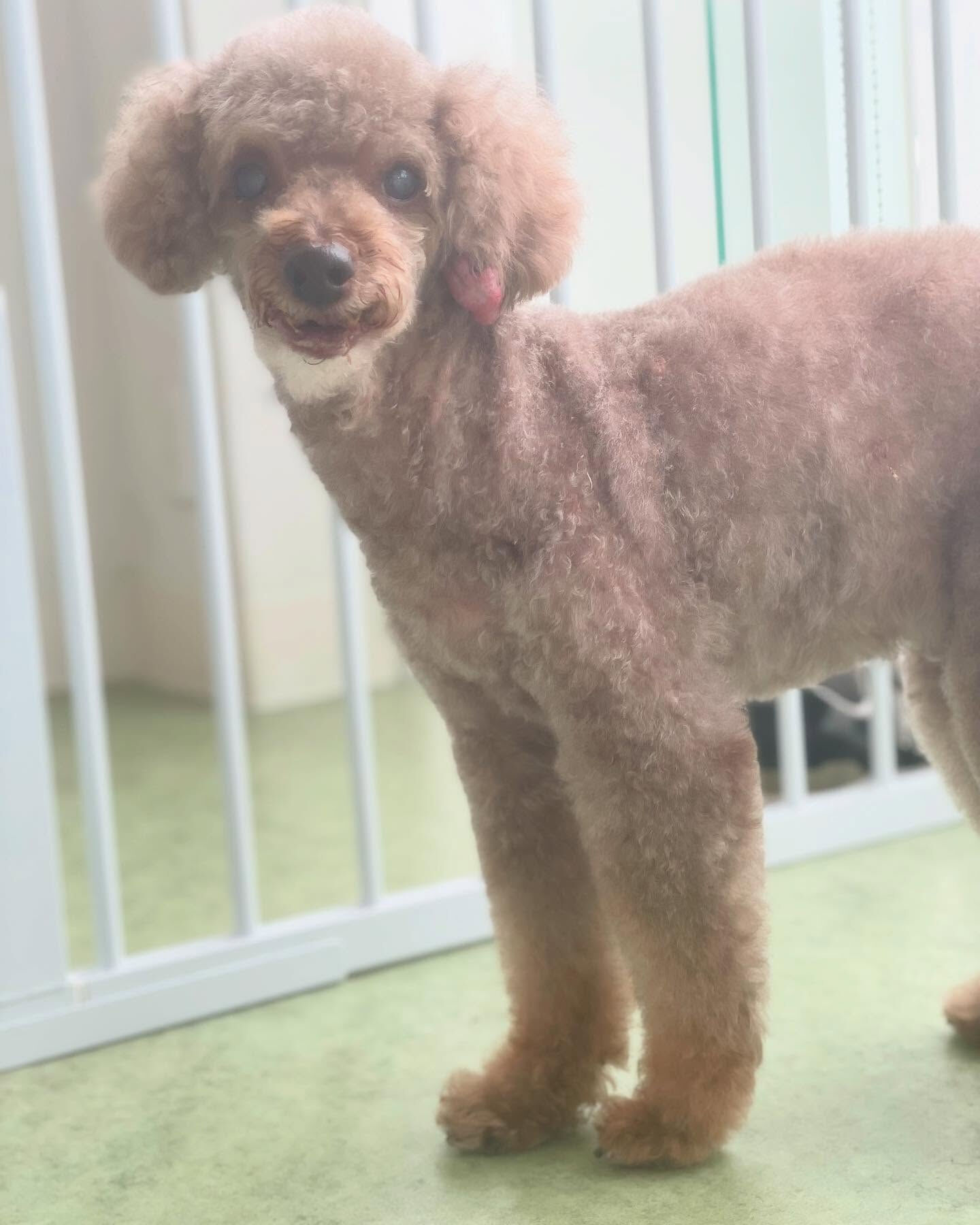 今月で18才のショコラちゃん🎉
