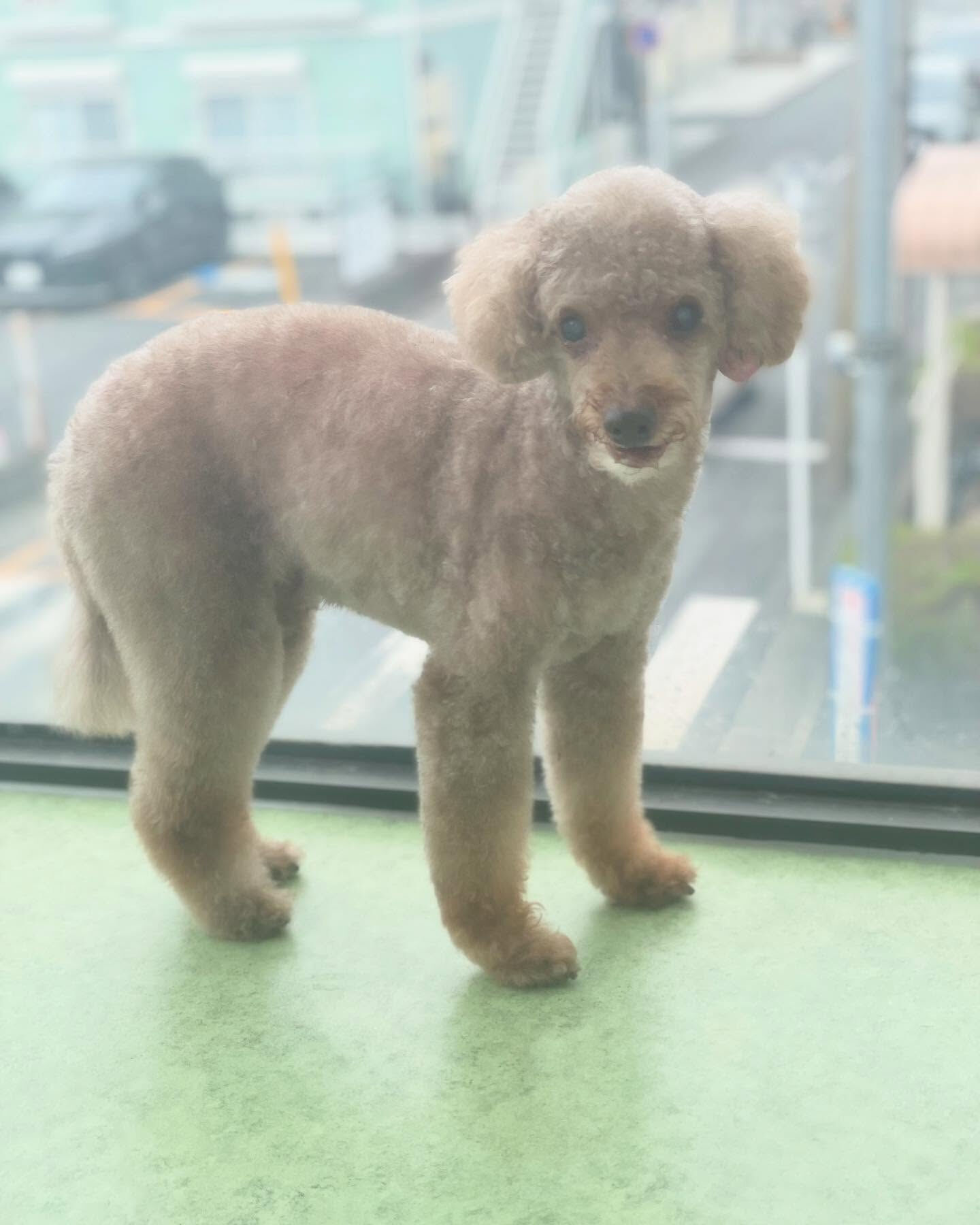 今月で18才のショコラちゃん🎉