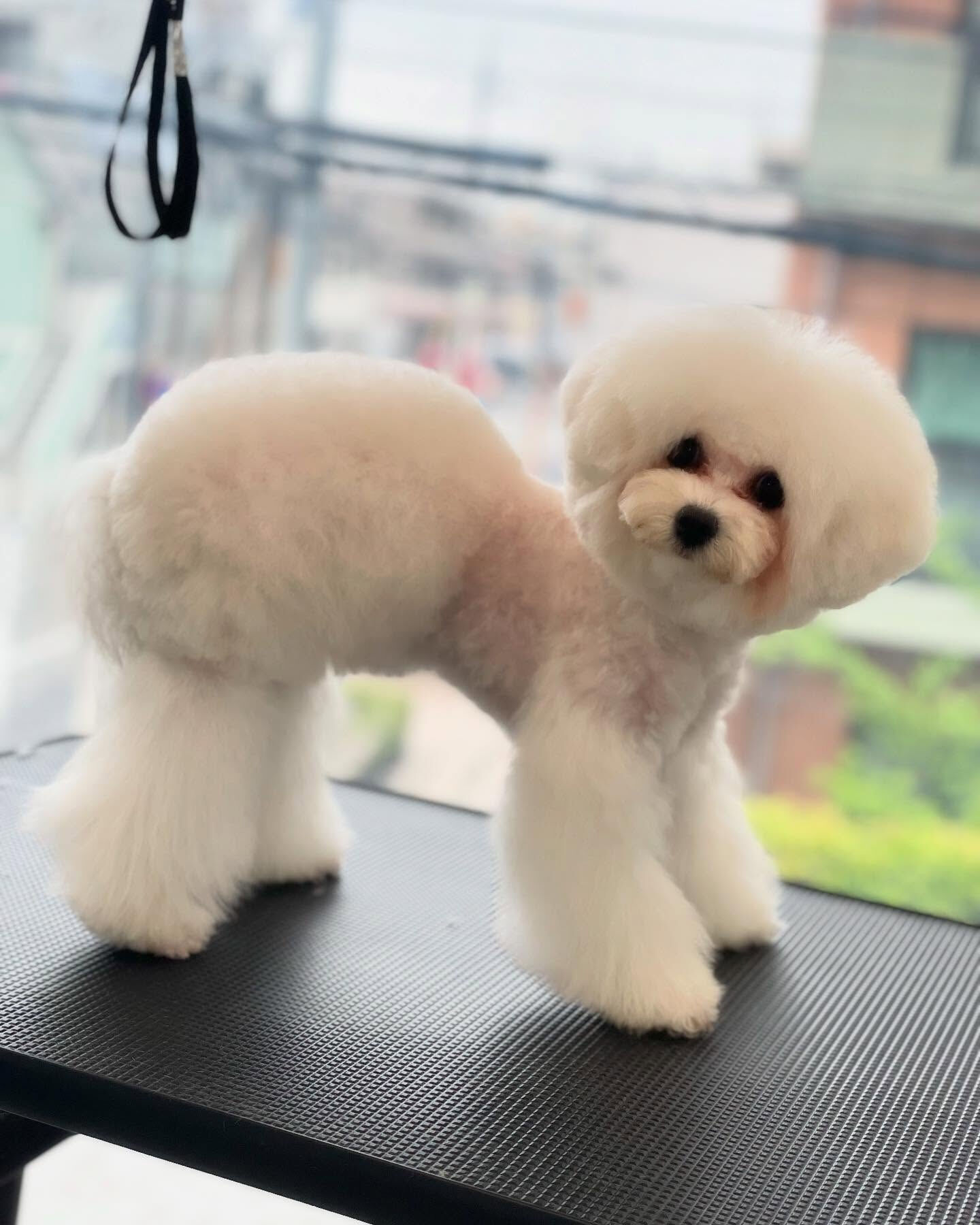 ビションフリーゼのココちゃん♡