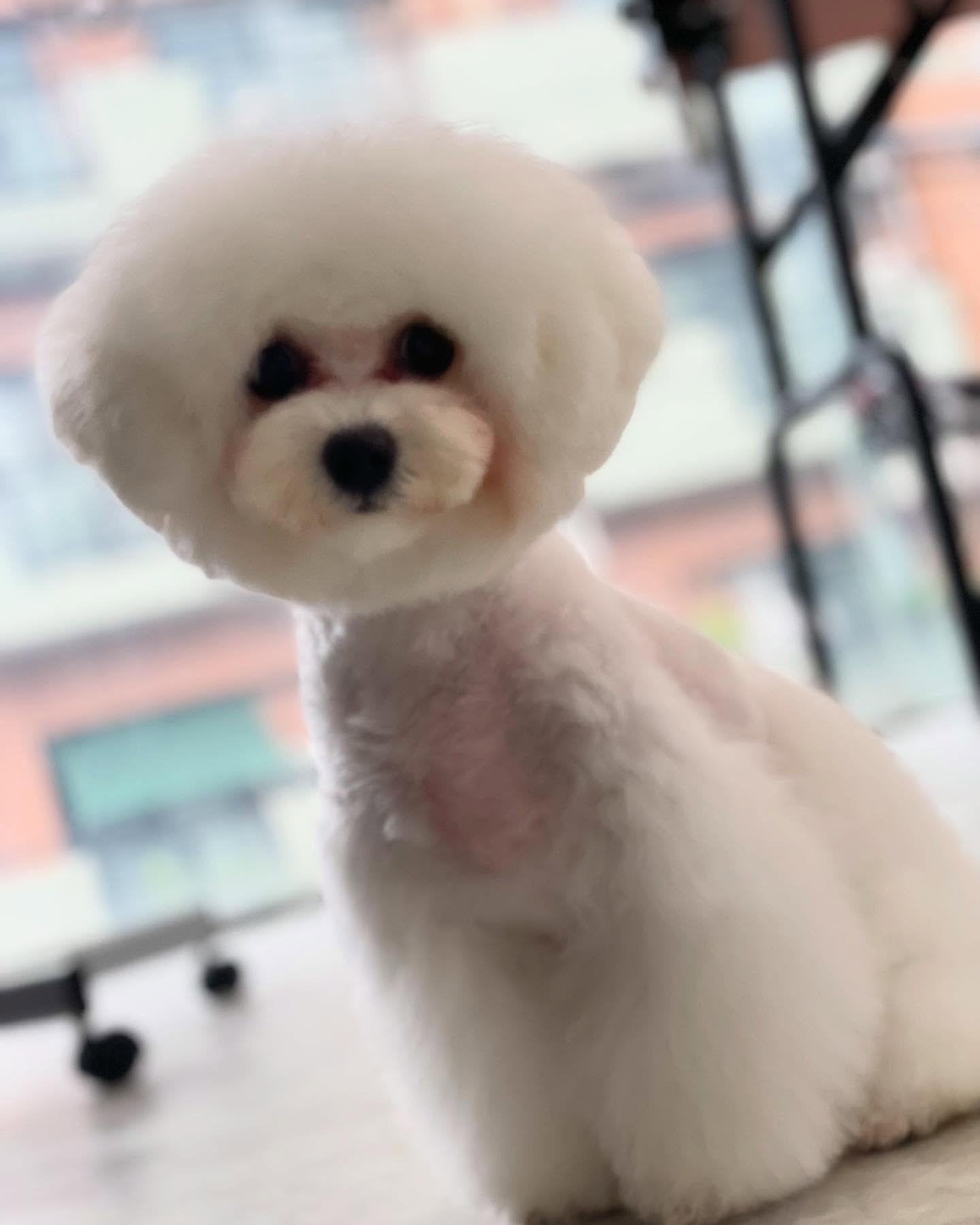 ビションフリーゼのココちゃん♡