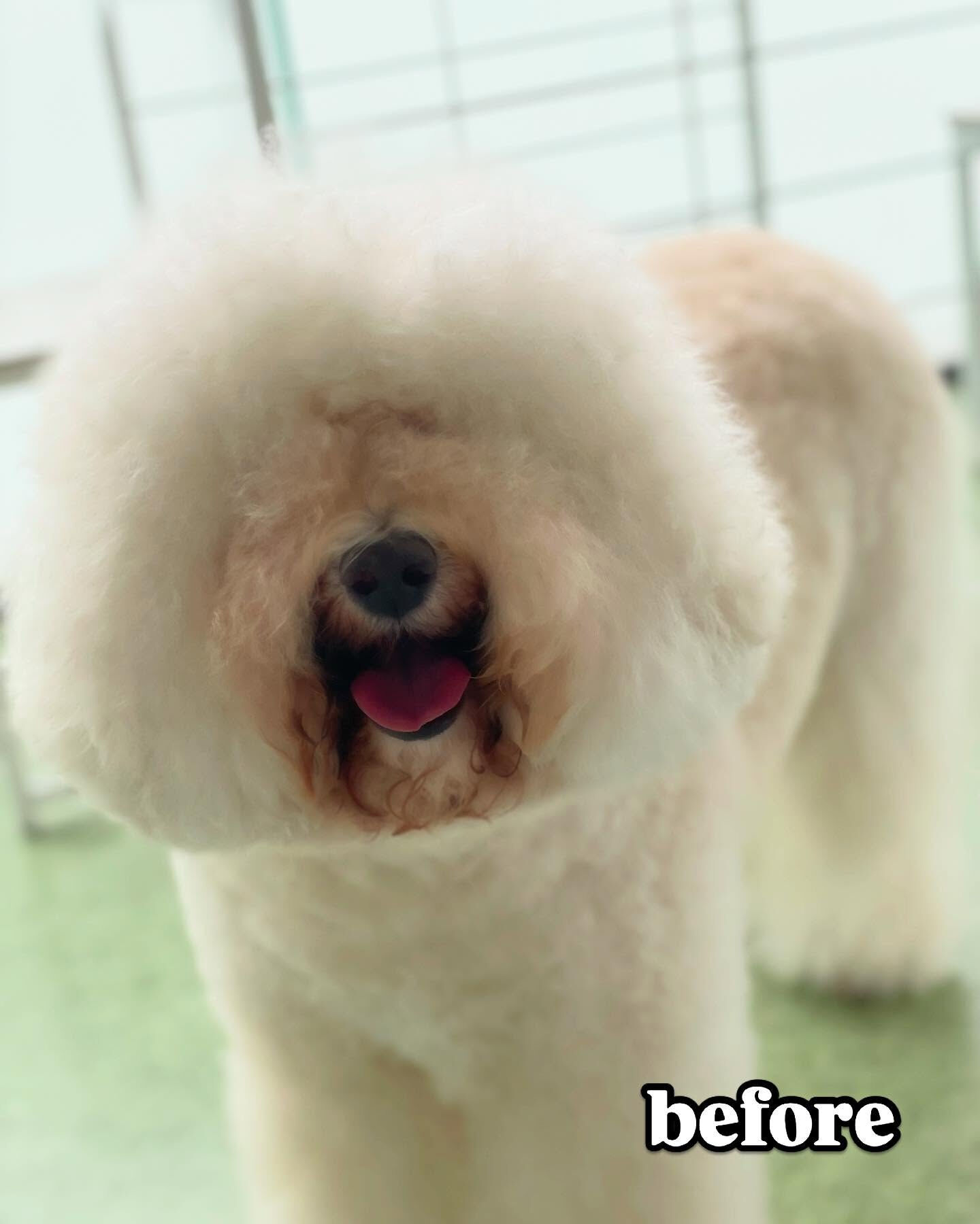 久しぶりのドゥードルカット✂️