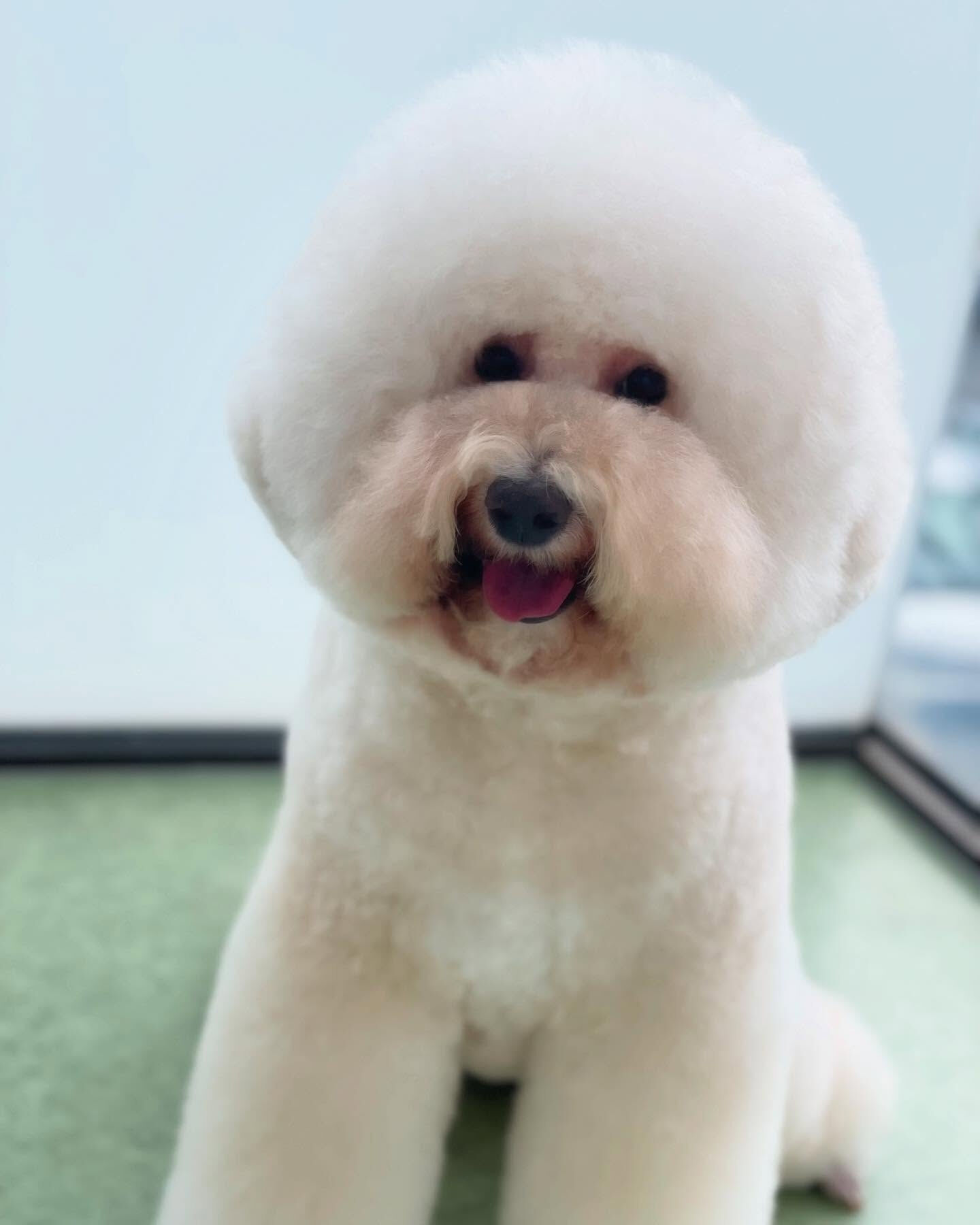 久しぶりのドゥードルカット✂️
