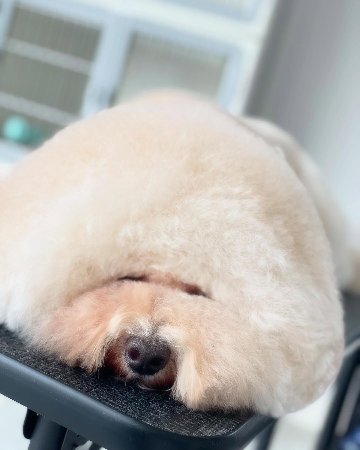 久しぶりのドゥードルカット✂️