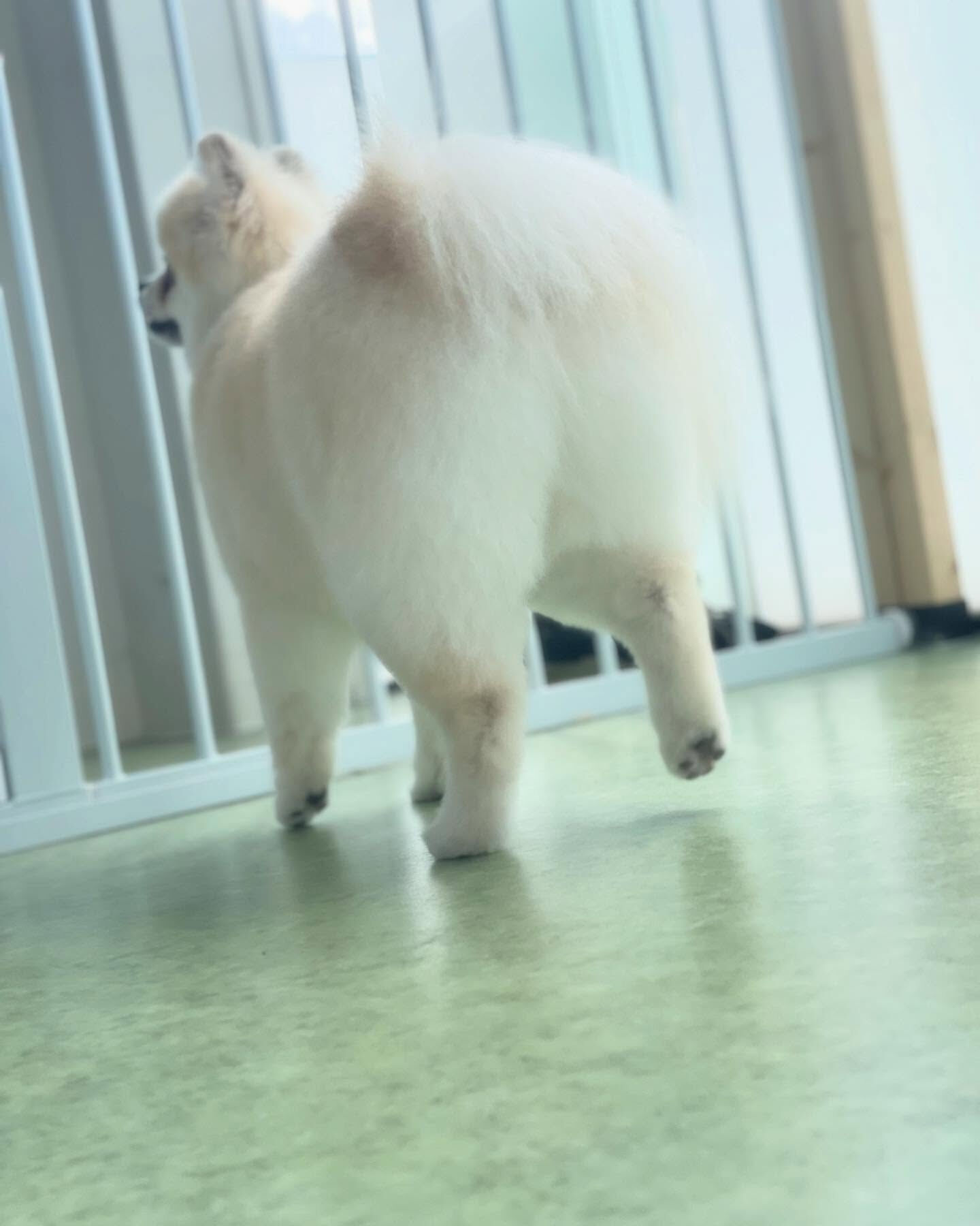 ずーっとルンルンなバムセくん🎶