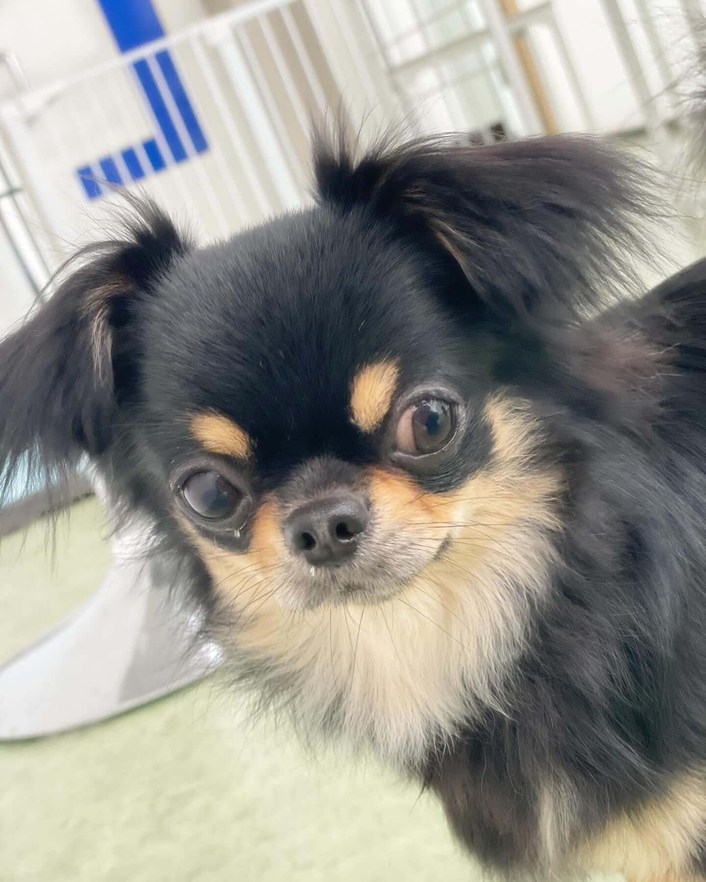 本日はお顔が似ているチワワちゃんが来てくれました😆