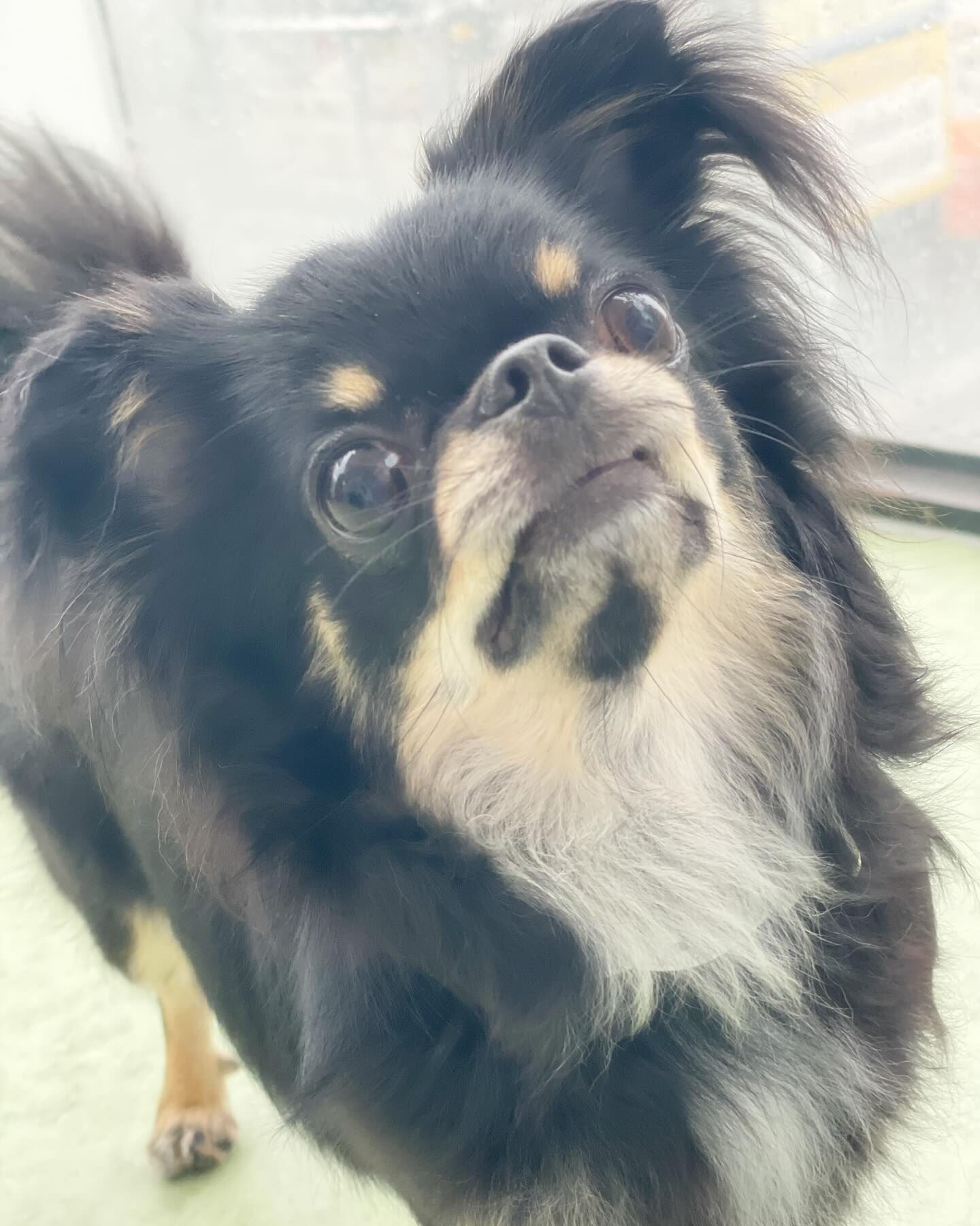 本日はお顔が似ているチワワちゃんが来てくれました😆