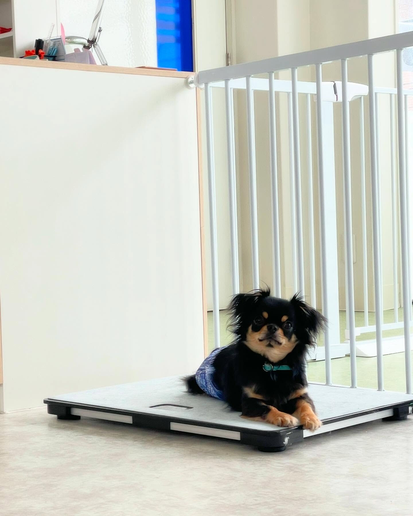 本日はお顔が似ているチワワちゃんが来てくれました😆