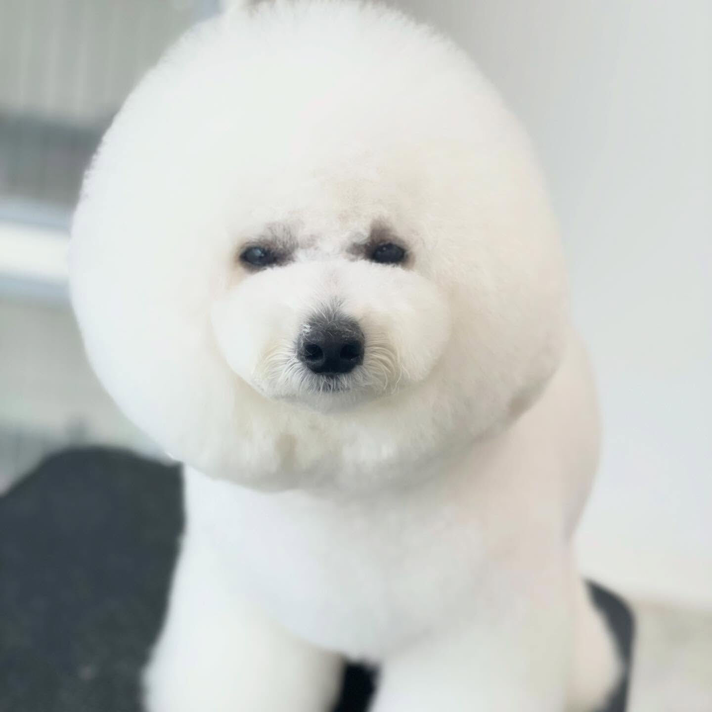 ウィンクするビション♡あざとい😉✨